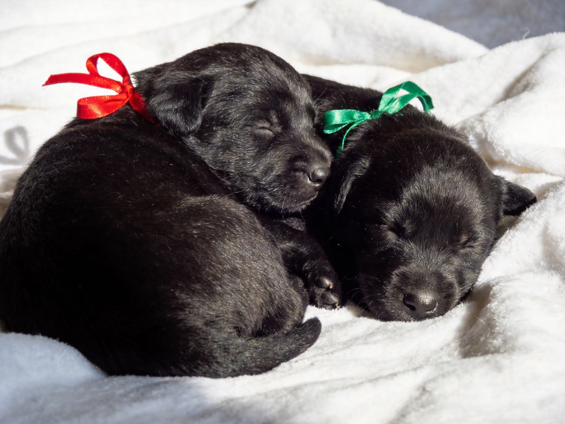 Two black puppies rest together with red and green ribbons