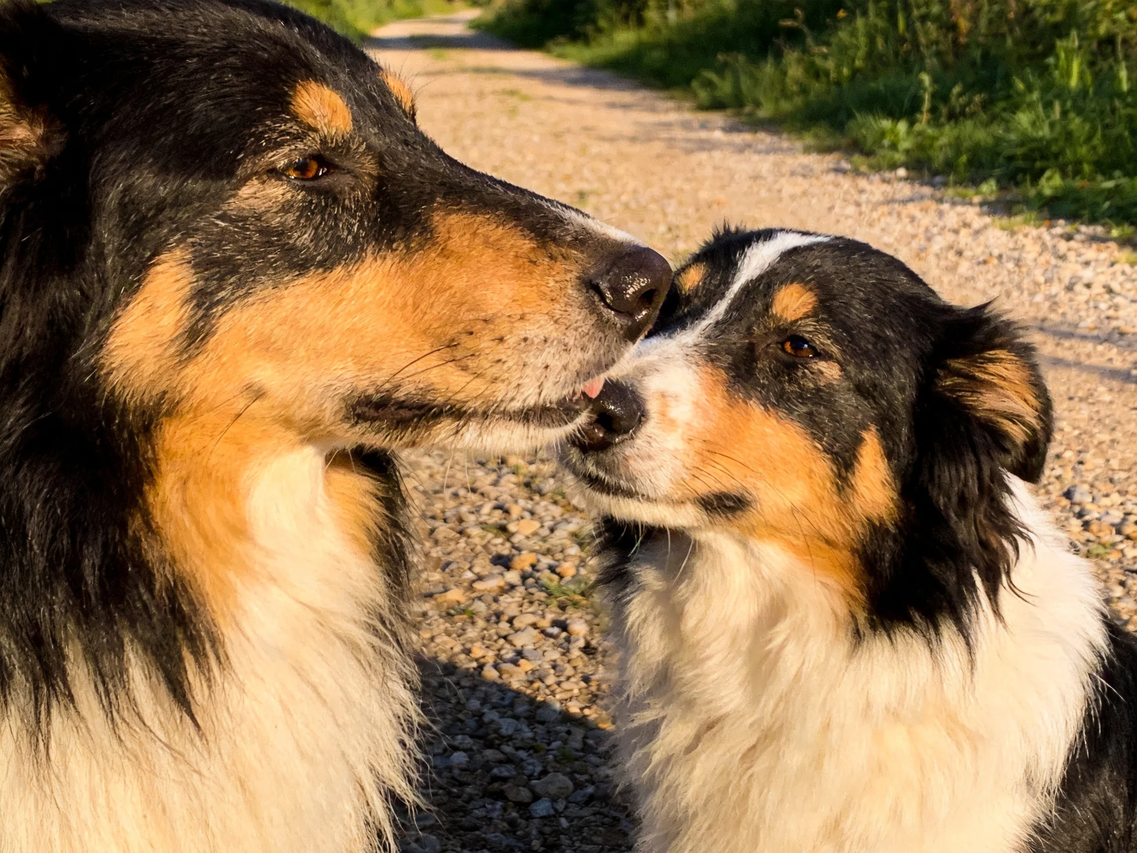 Two tricolor dogs nuzzle together near a gravel path.