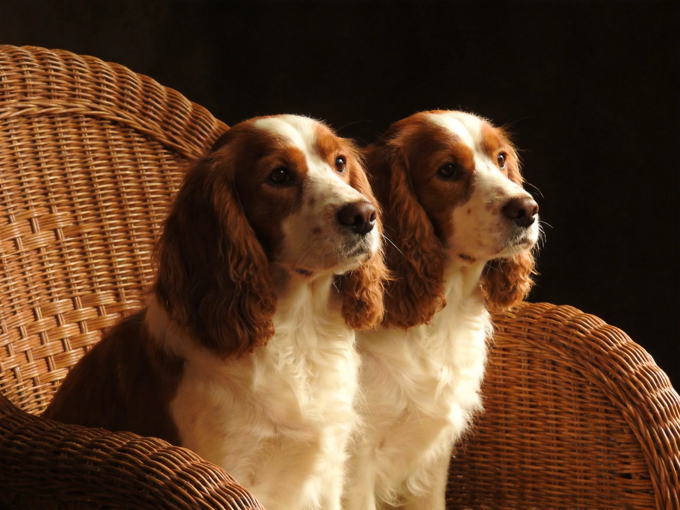 Two brown-and-white spaniel dogs sit together on a wicker chair.