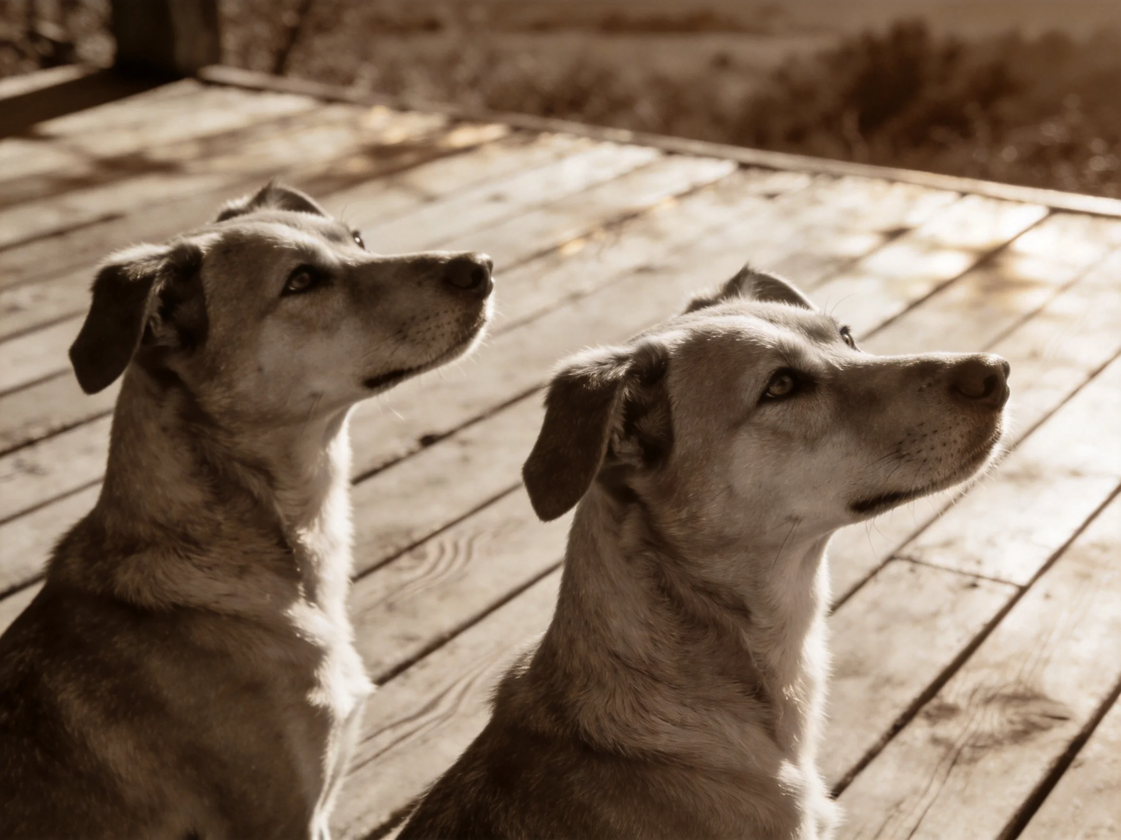 Two dogs gaze upward on a weathered wooden deck