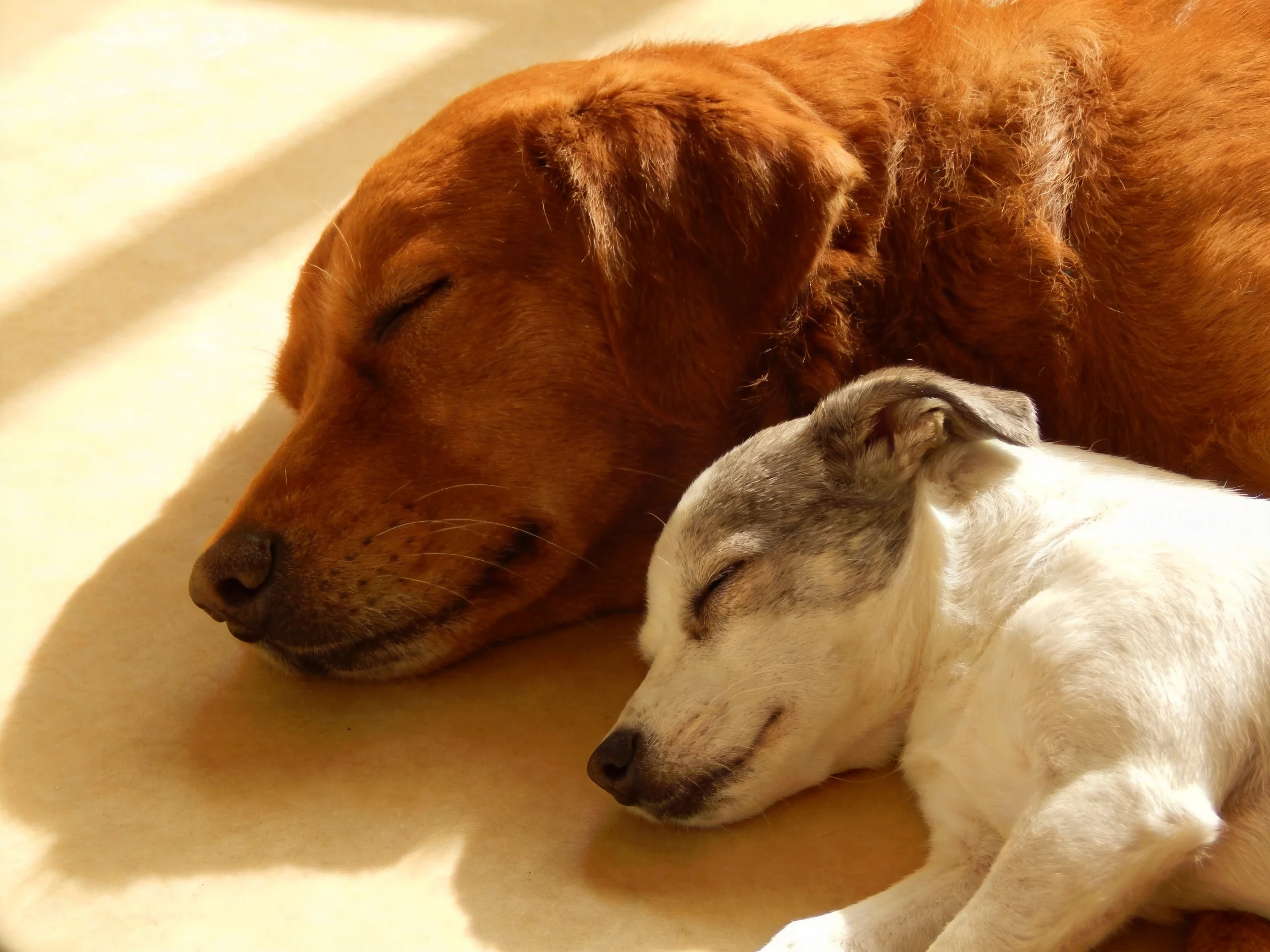 Two dogs, one brown and one white, sleep closely beside each other
