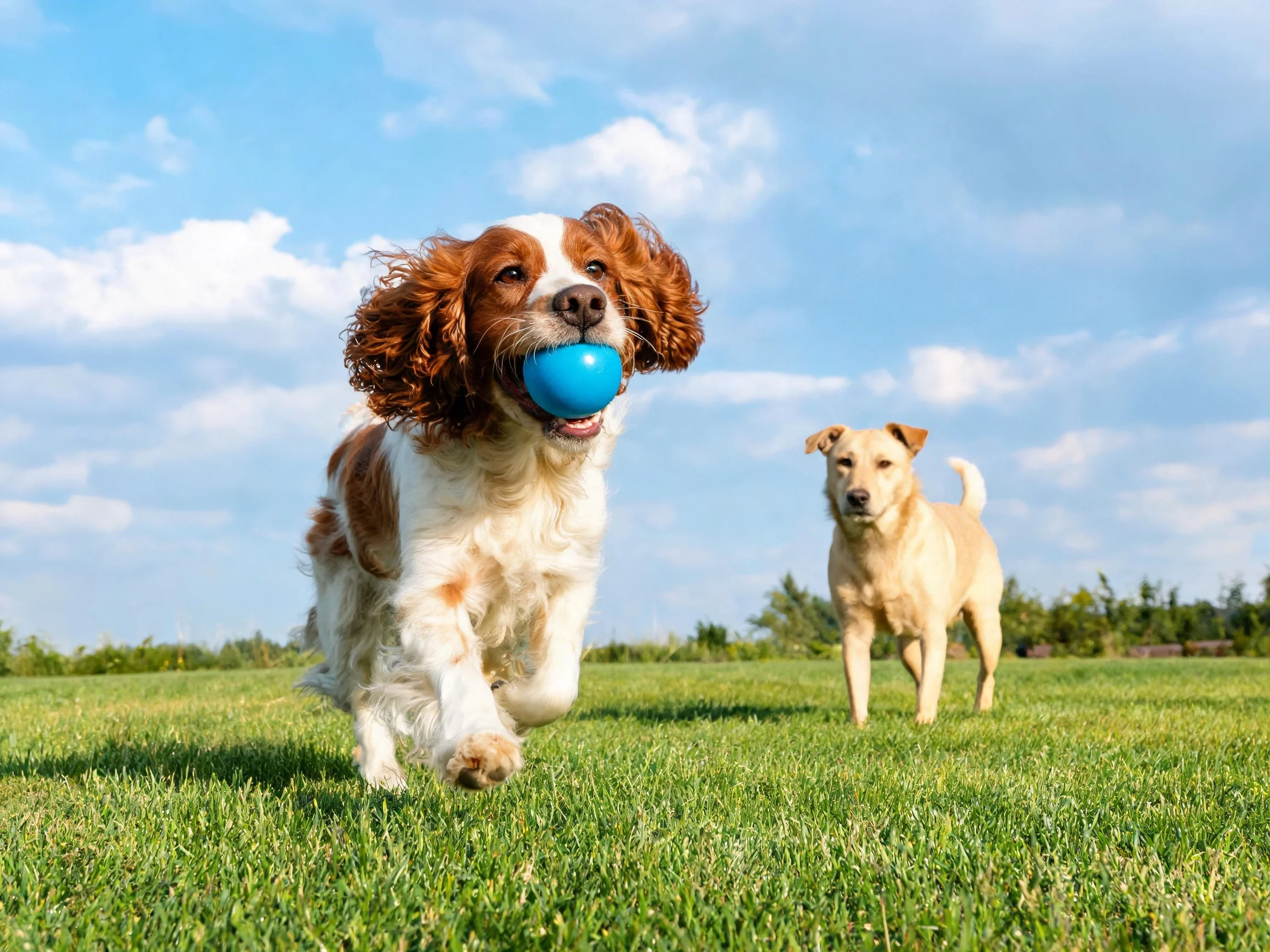 Two dogs play, one carries a bright blue ball on lush green grass