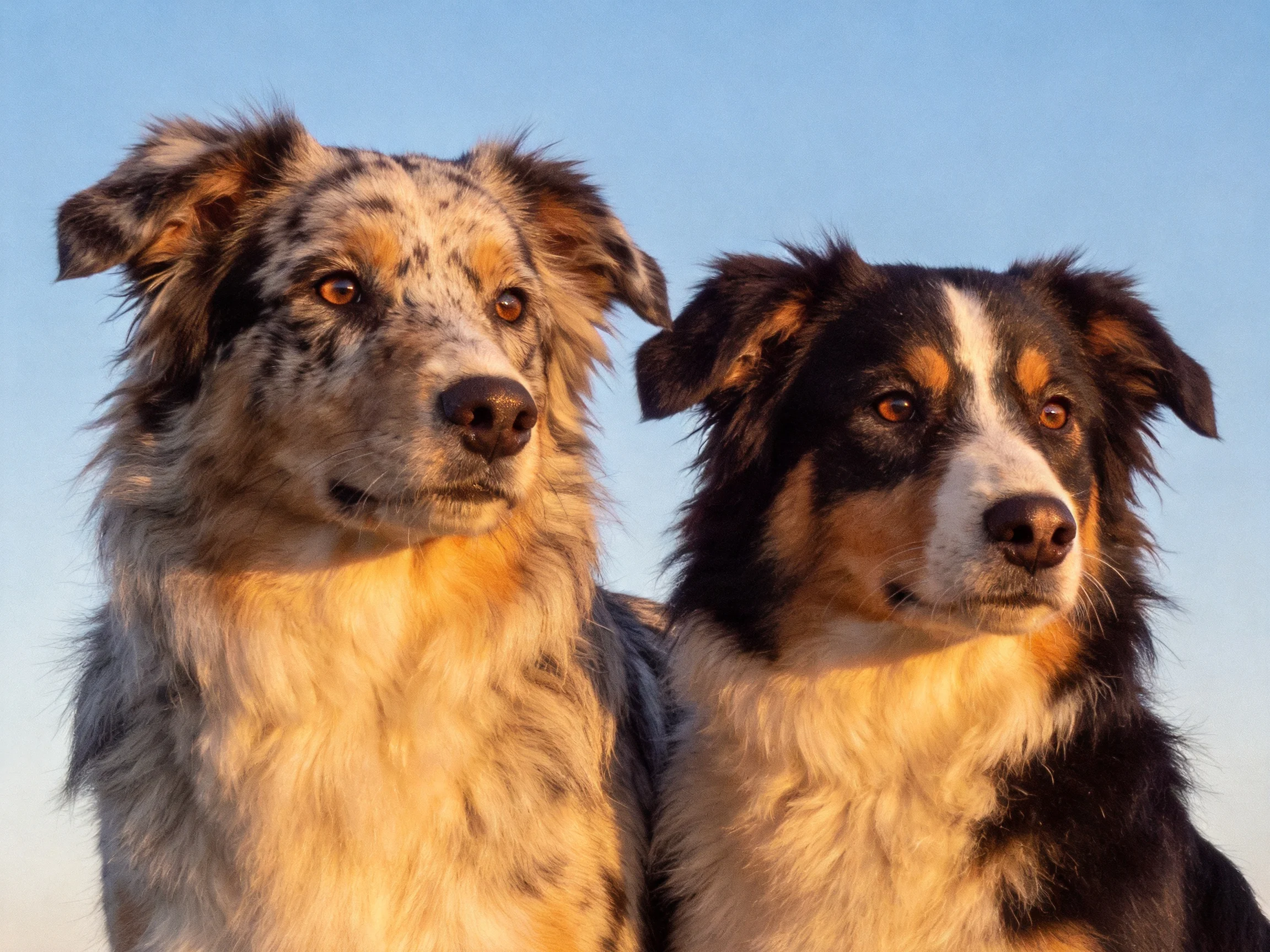 Two dogs with distinct coat patterns stand side by side under a clear sky