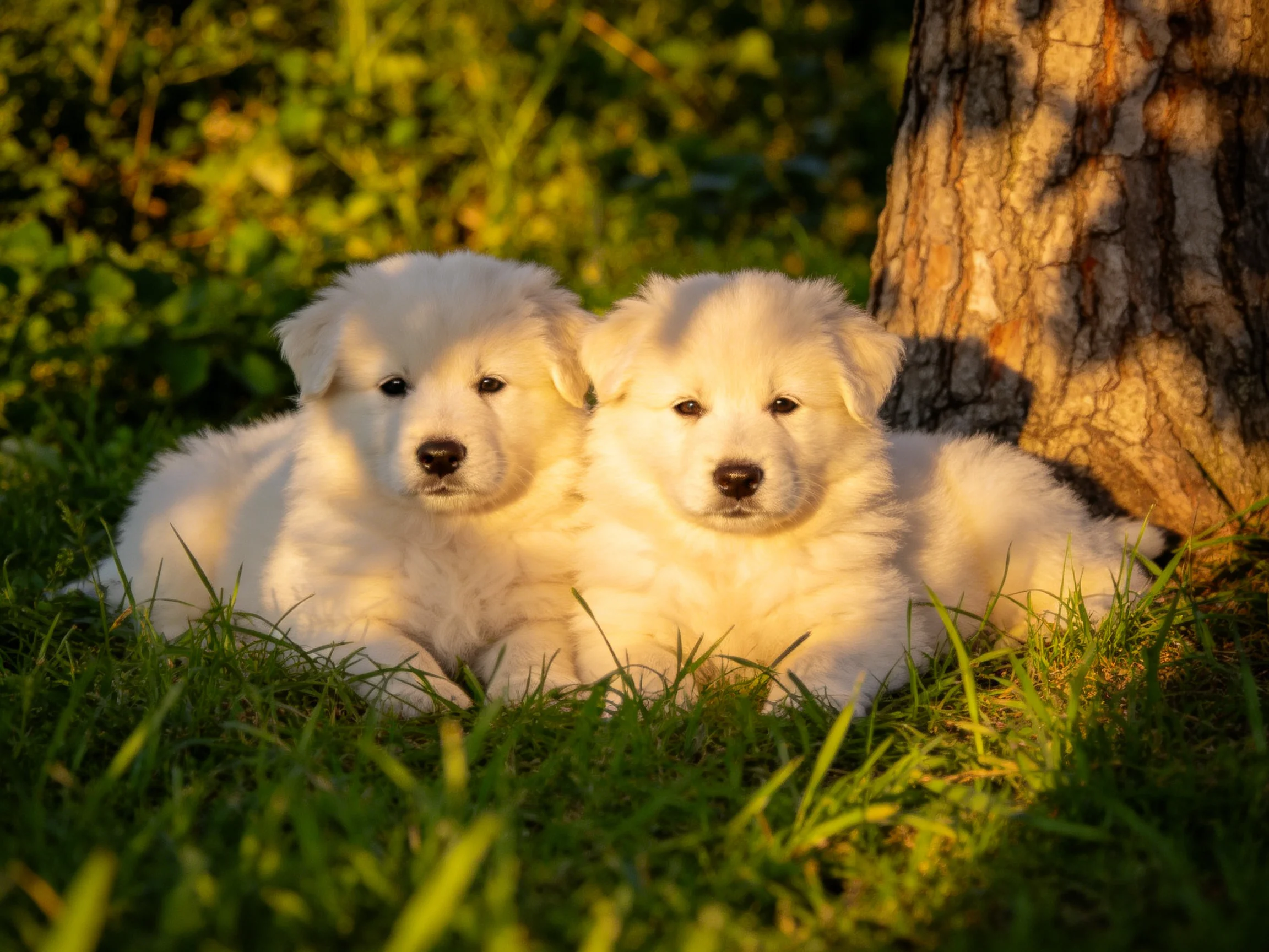 Two fluffy white puppies rest near a tree in sun-dappled grass