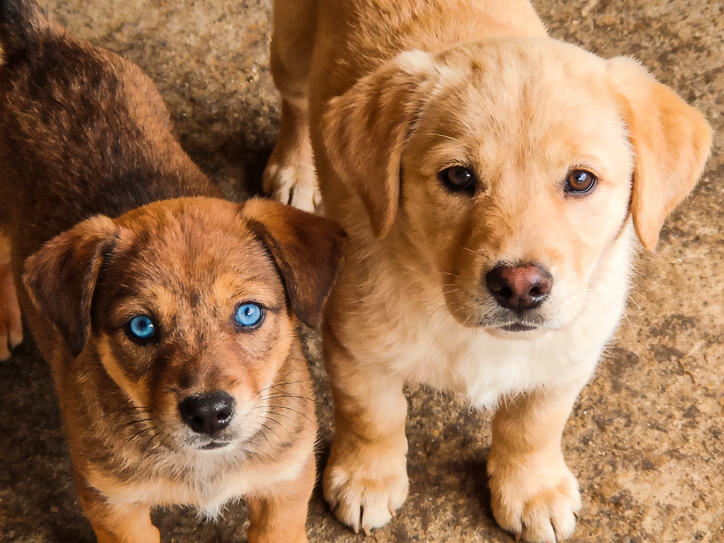 Two puppies of different colored coats stand together on a textured surface