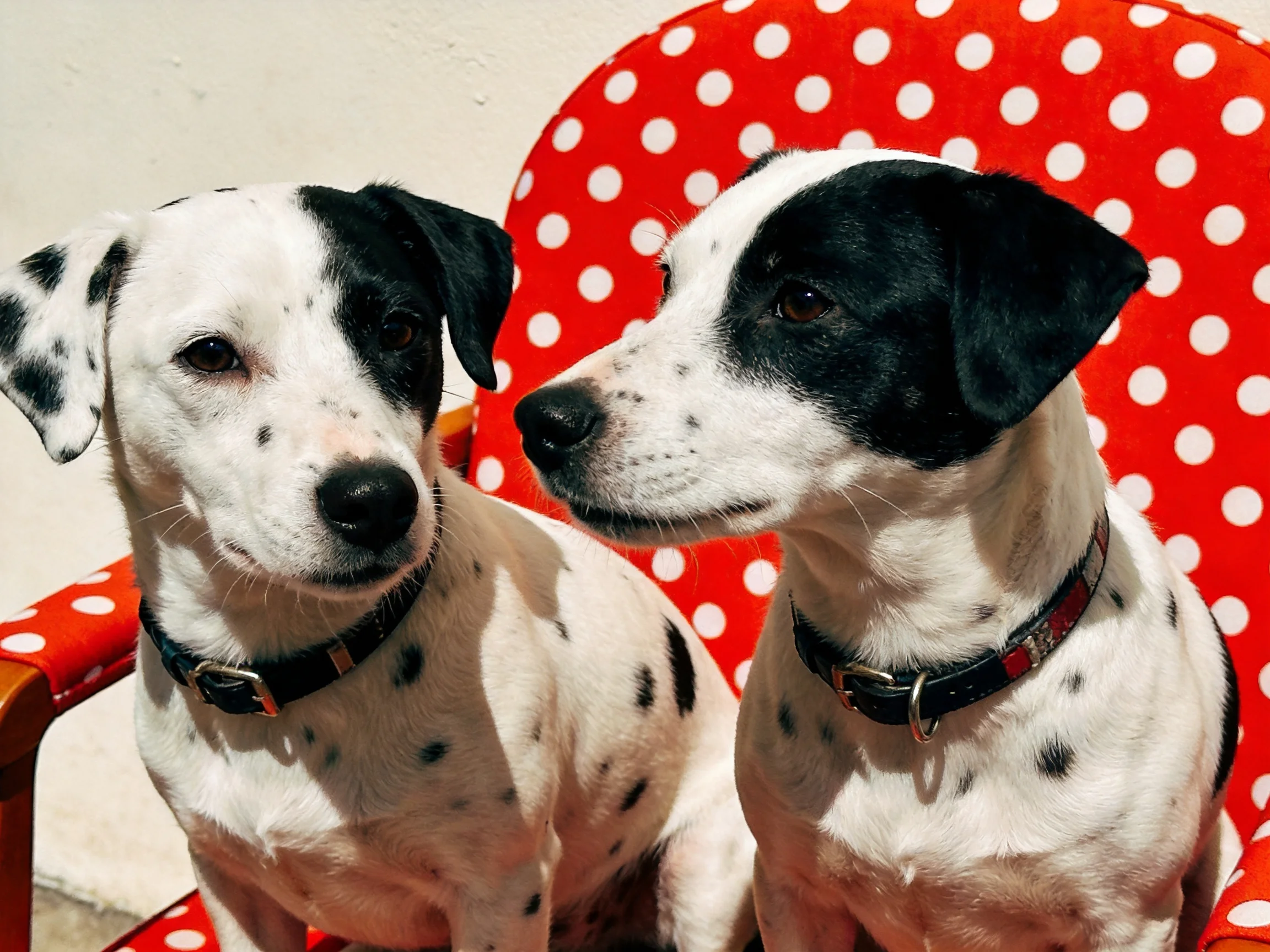 Two spotted dogs sit near a bright red polka-dot chair.