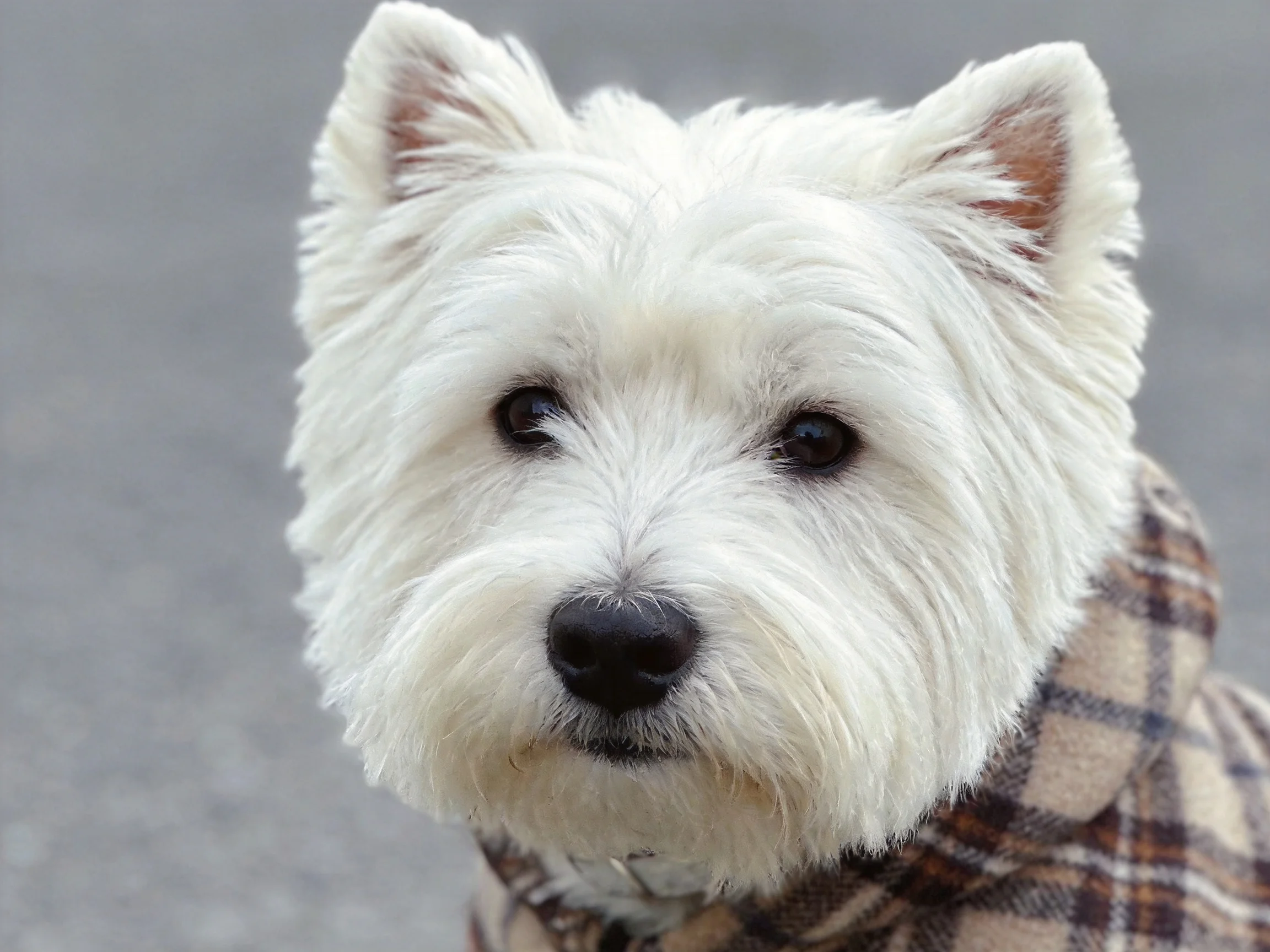 West Highland White Terrier in a brown plaid coat against a gray backdrop