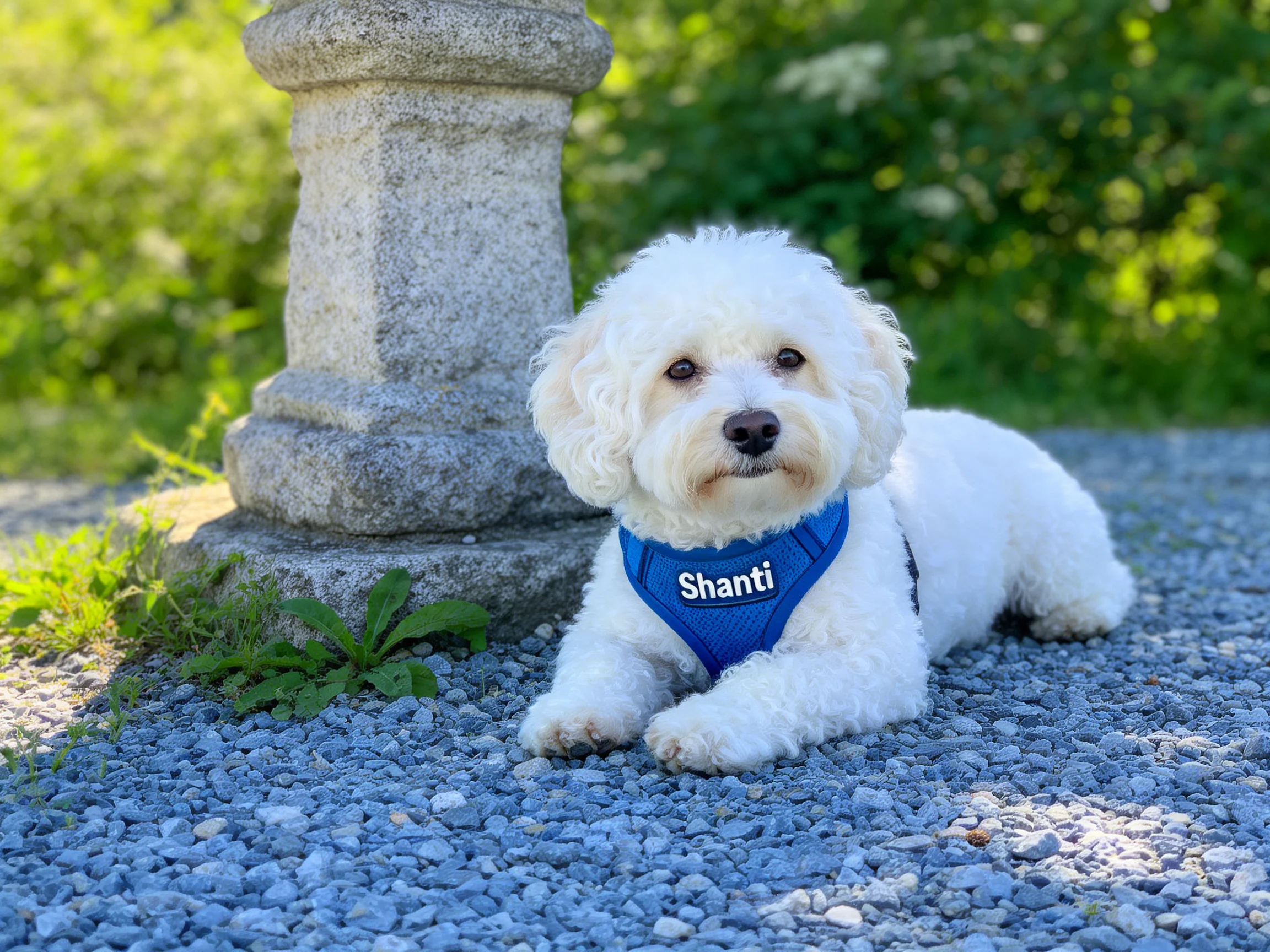 White dog in blue harness rests by stone post on gravel path