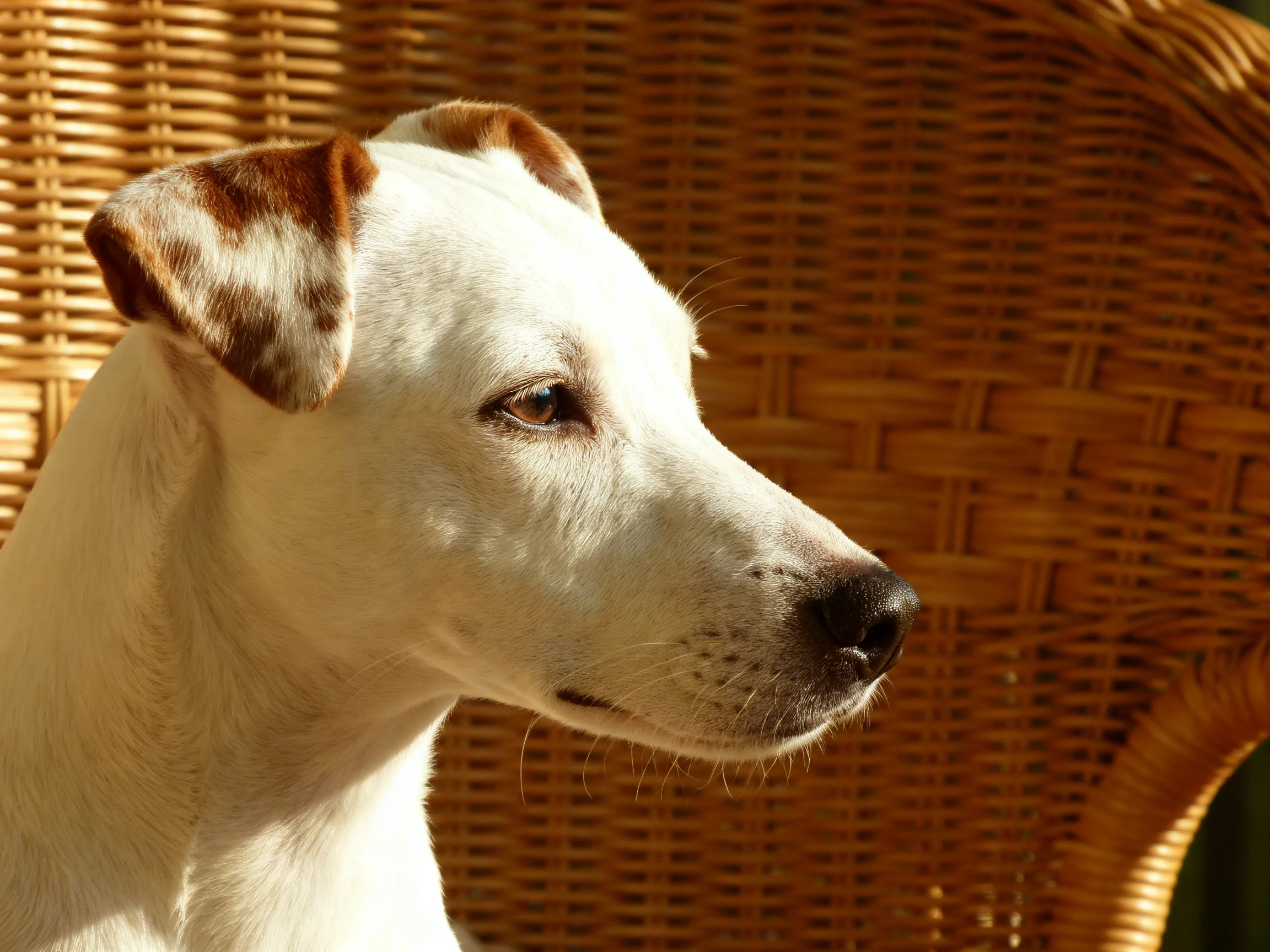 White dog with brown ear patches near a wicker chair