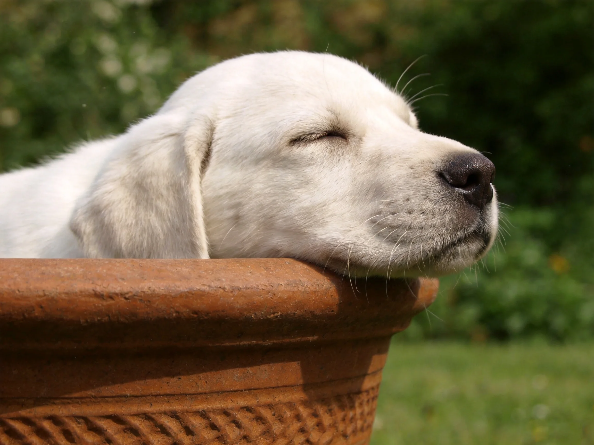 White puppy resting in a terracotta planter outdoors