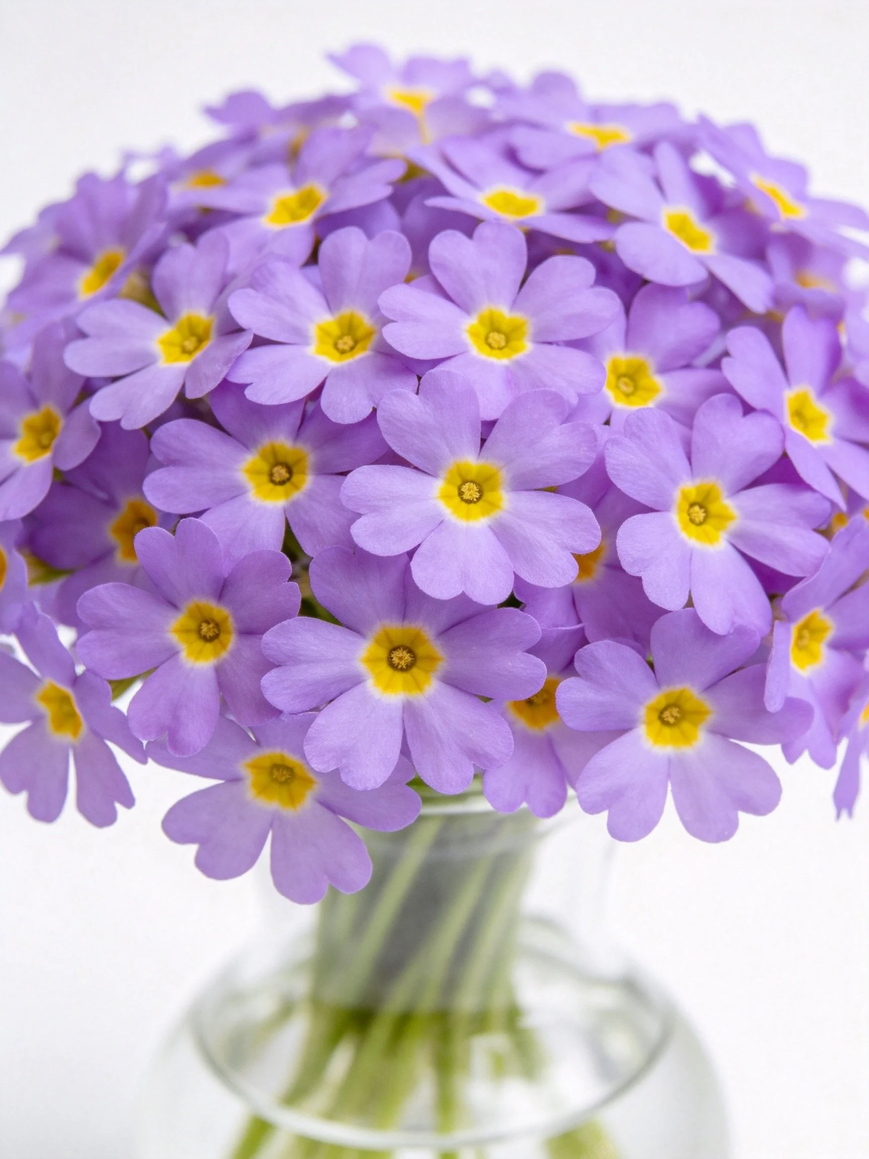 A Bouquet of Purple Flowers with Yellow Centers in a Clear Glass Vase