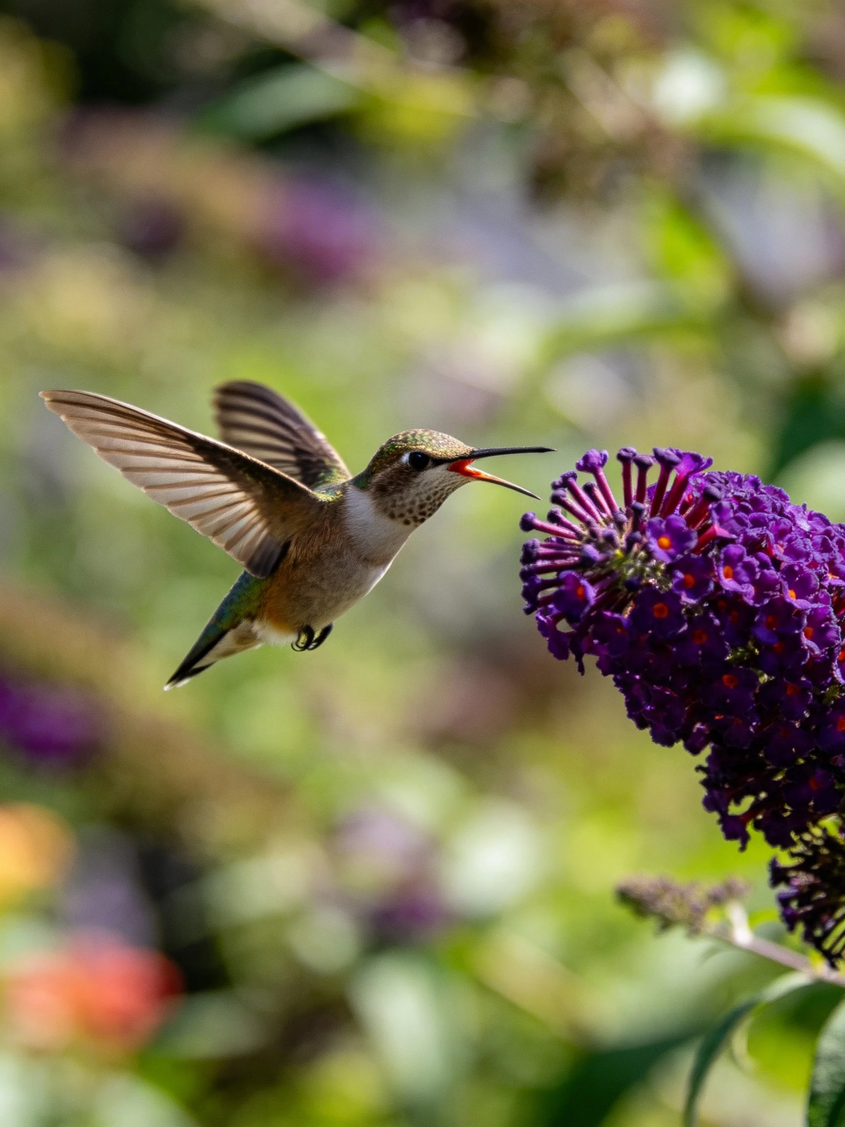 A Hummingbird Hovering Near Vibrant Purple Flowers