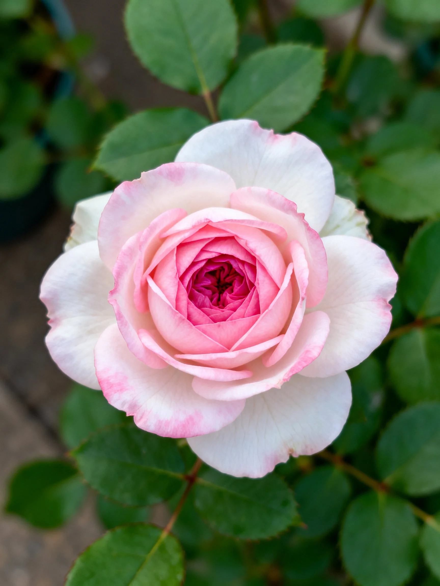 A Pink and White Rose with Lush Green Foliage