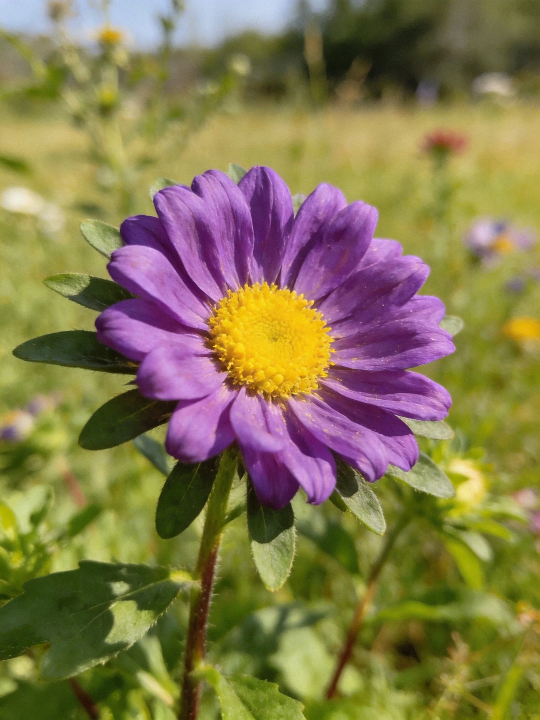 A Vibrant Purple Aster with Yellow Center in a Sunlit Meadow