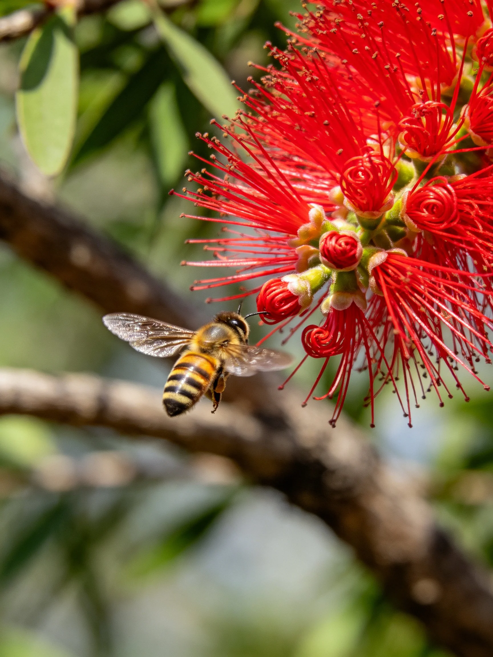 A bee approaching vibrant red bottlebrush flowers with green foliage