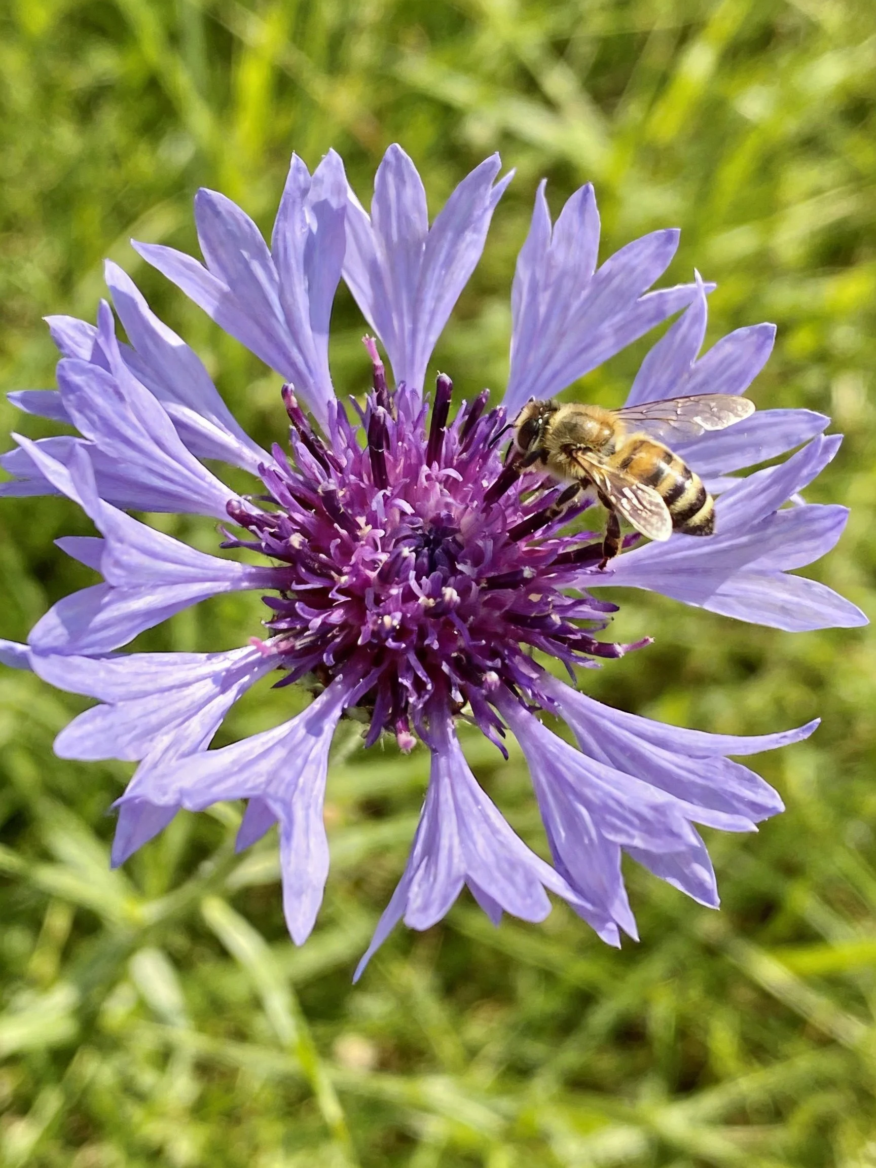 A bee collecting nectar from a large purple flower