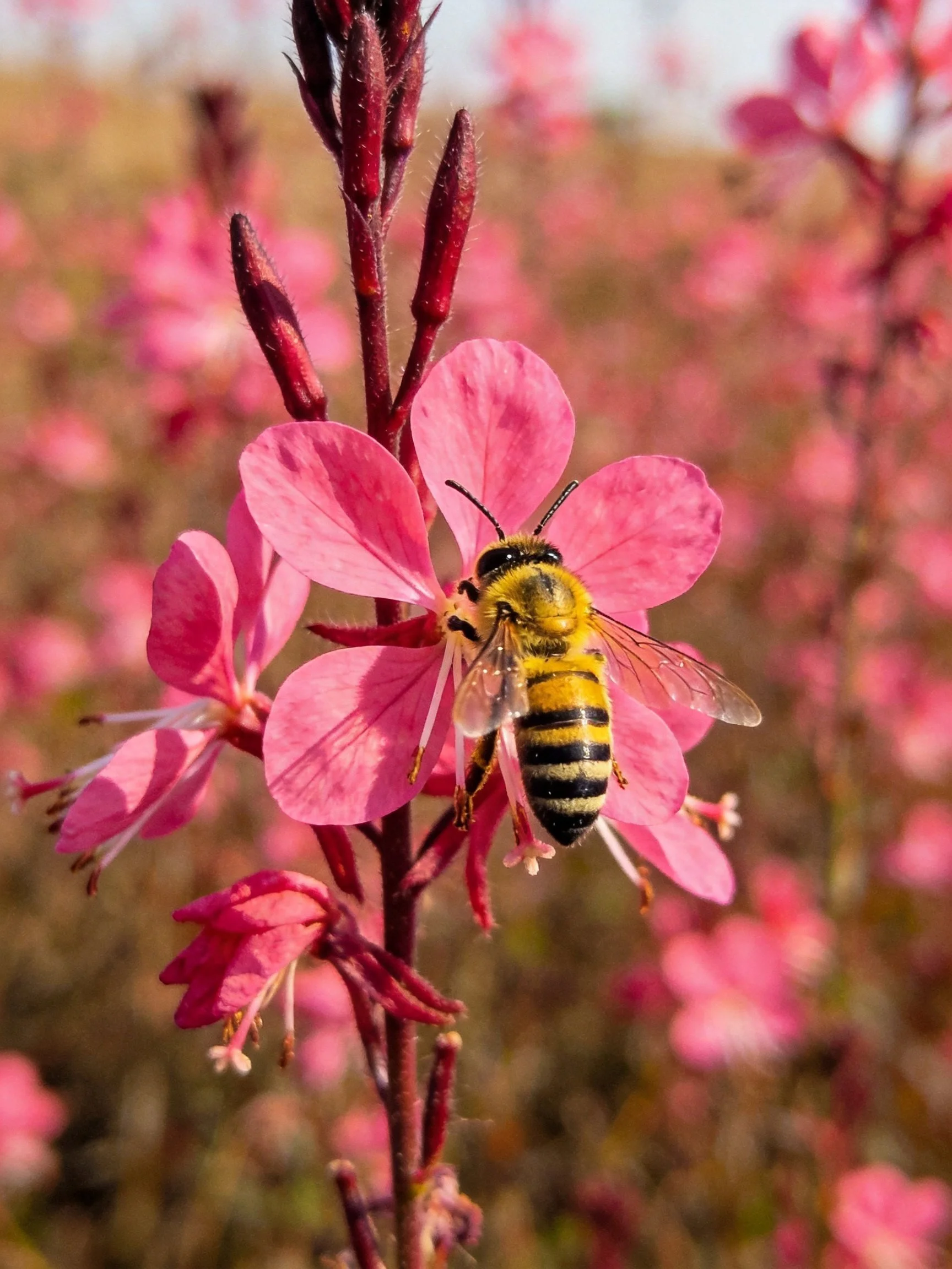 A bee collecting nectar from vibrant pink flowers