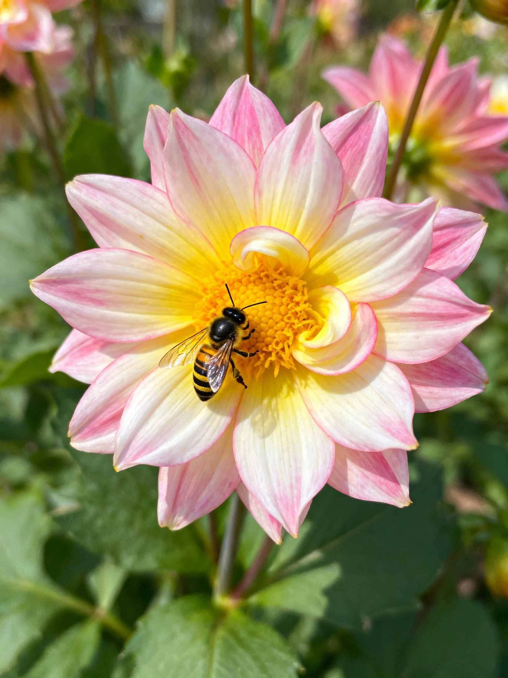 A bee gathers nectar from a pink and yellow dahlia flower