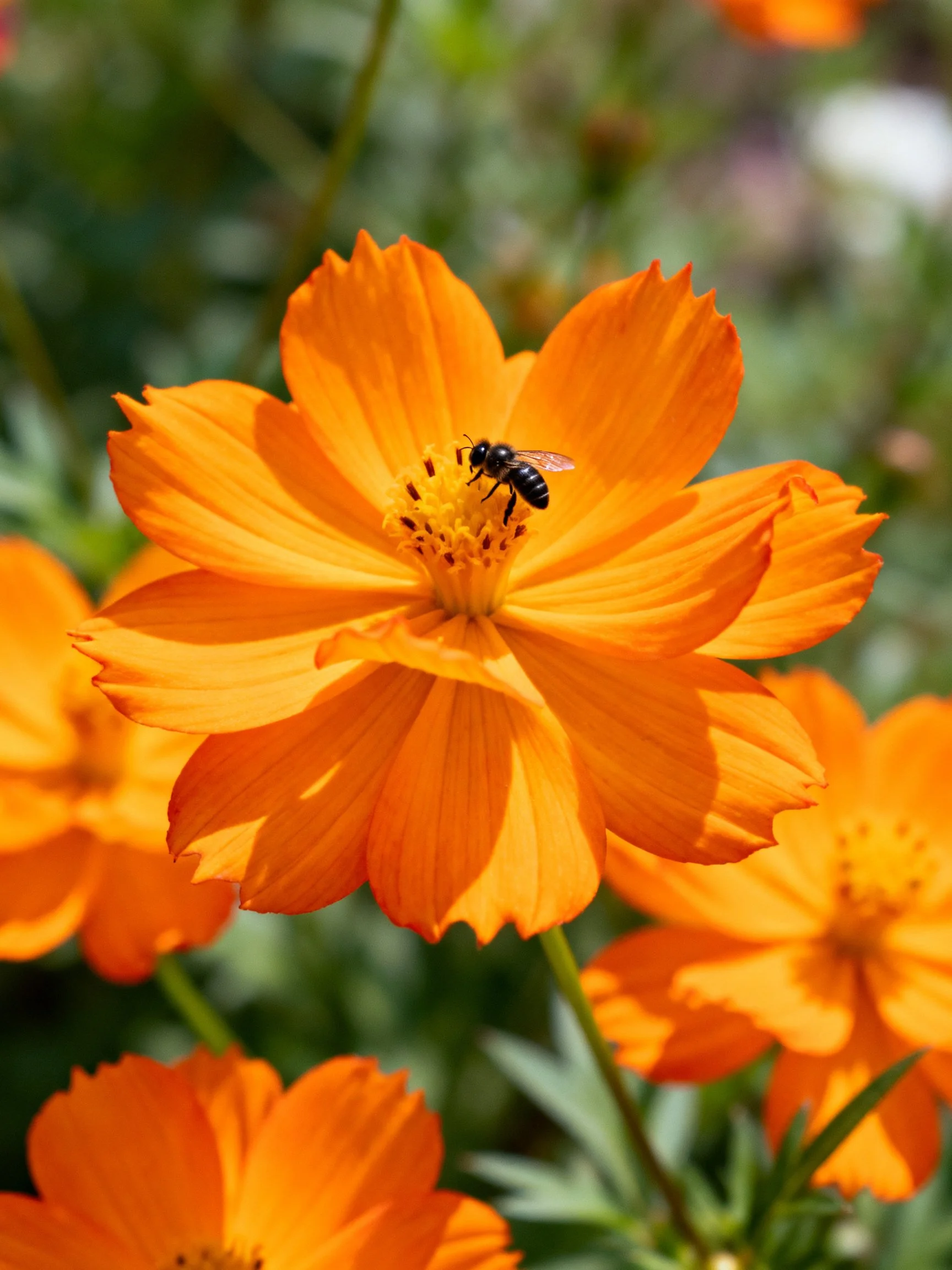 A bee gathers nectar from bright orange cosmos flowers