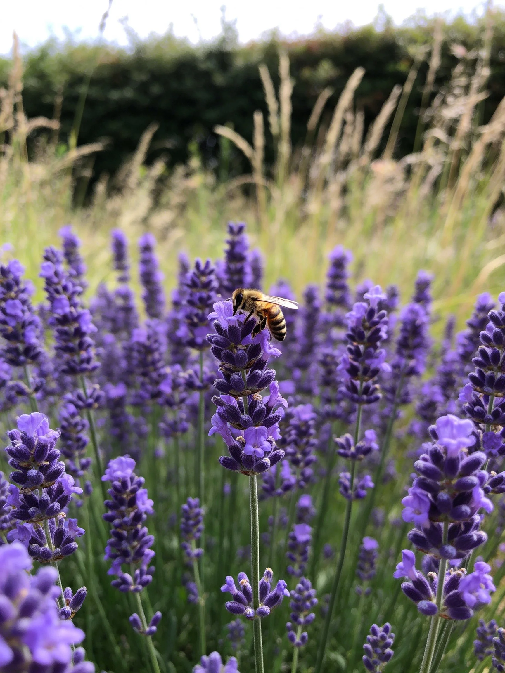 A bee gathers nectar from vibrant purple lavender blooms in a sunlit meadow