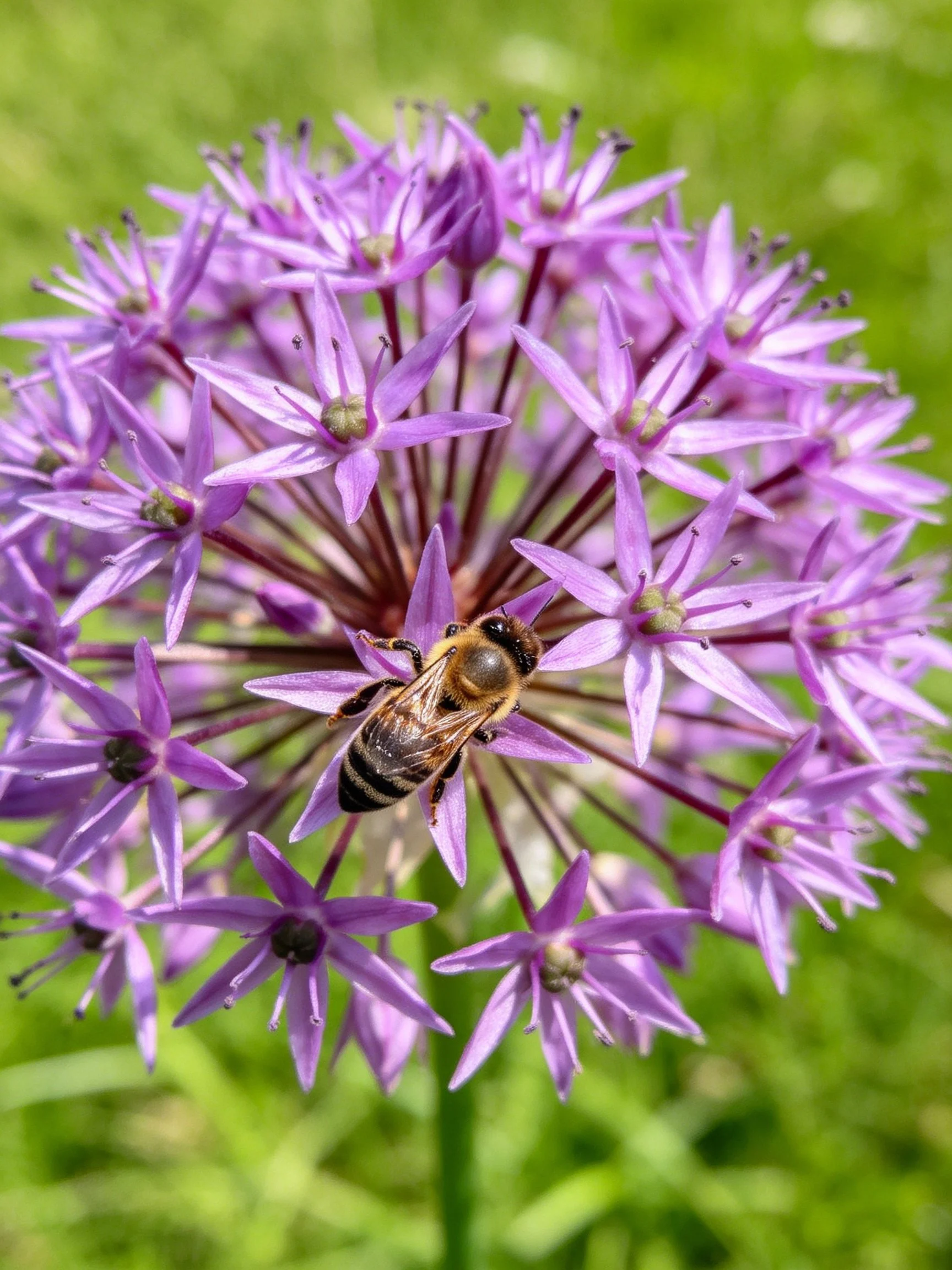 A bee on vibrant purple allium flowers with green backdrop