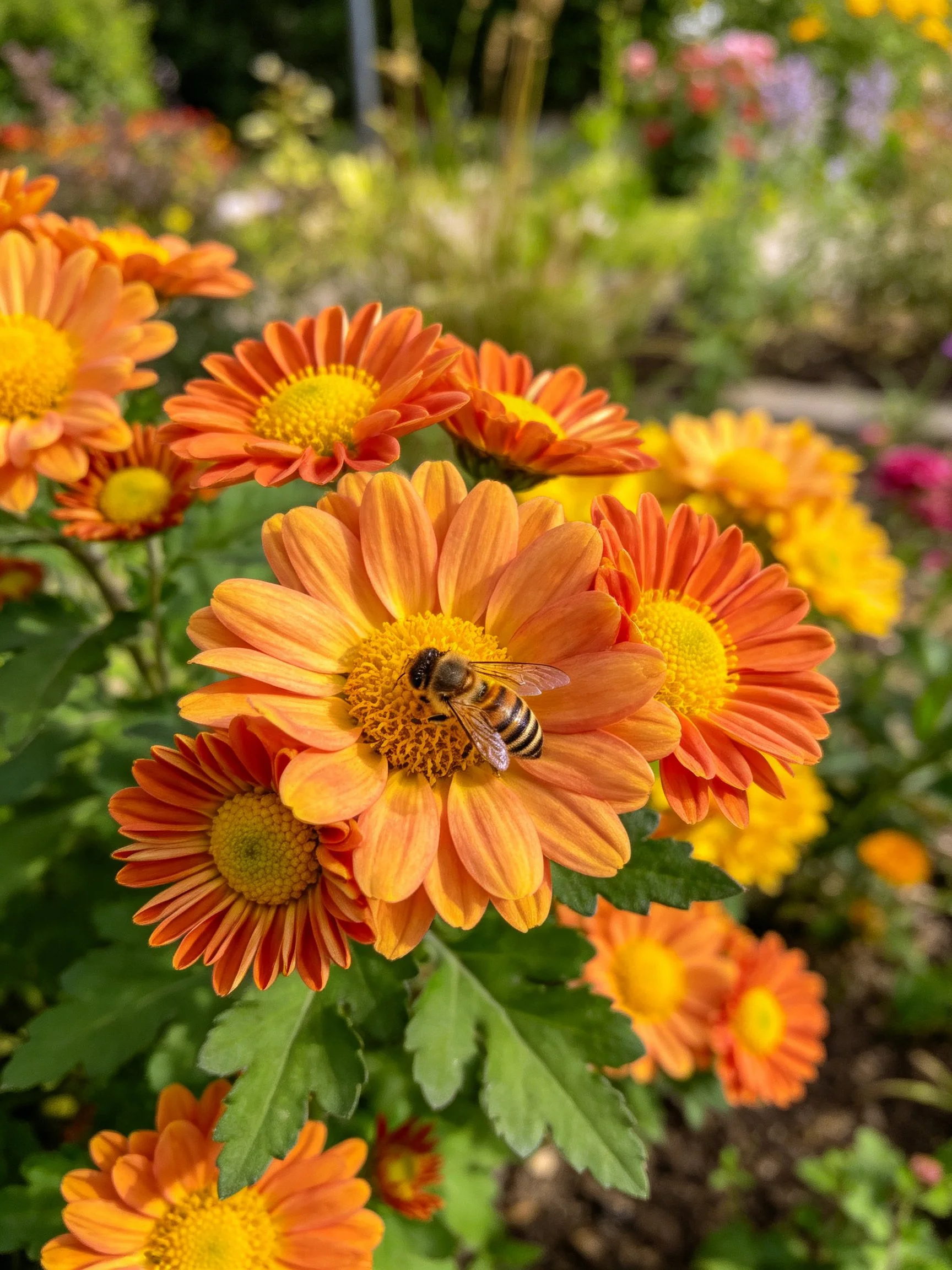 A bee pollinates vibrant orange-yellow flowers in a lush garden