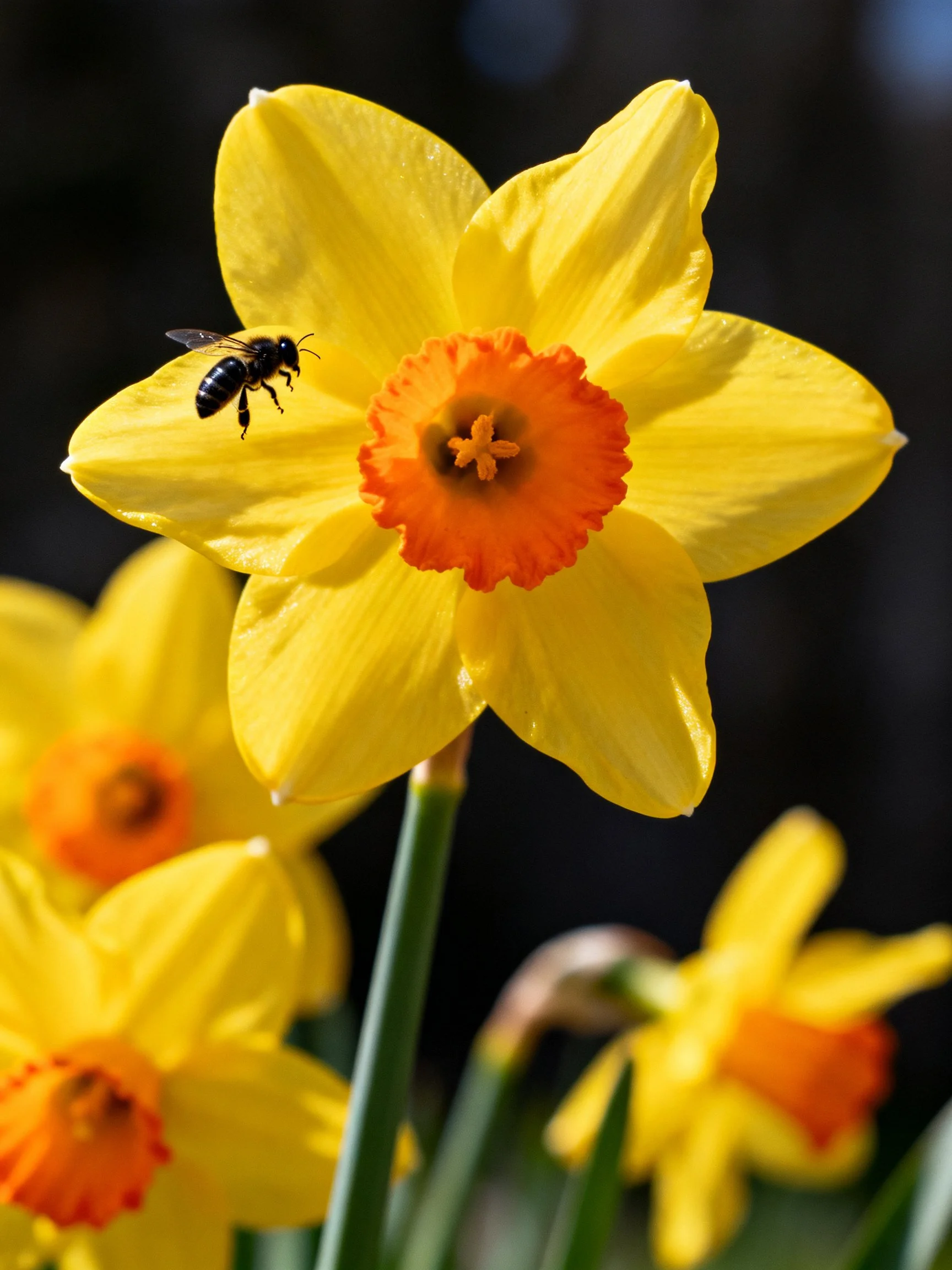 A bee rests on a large yellow daffodil with an orange center, among other blooms.
