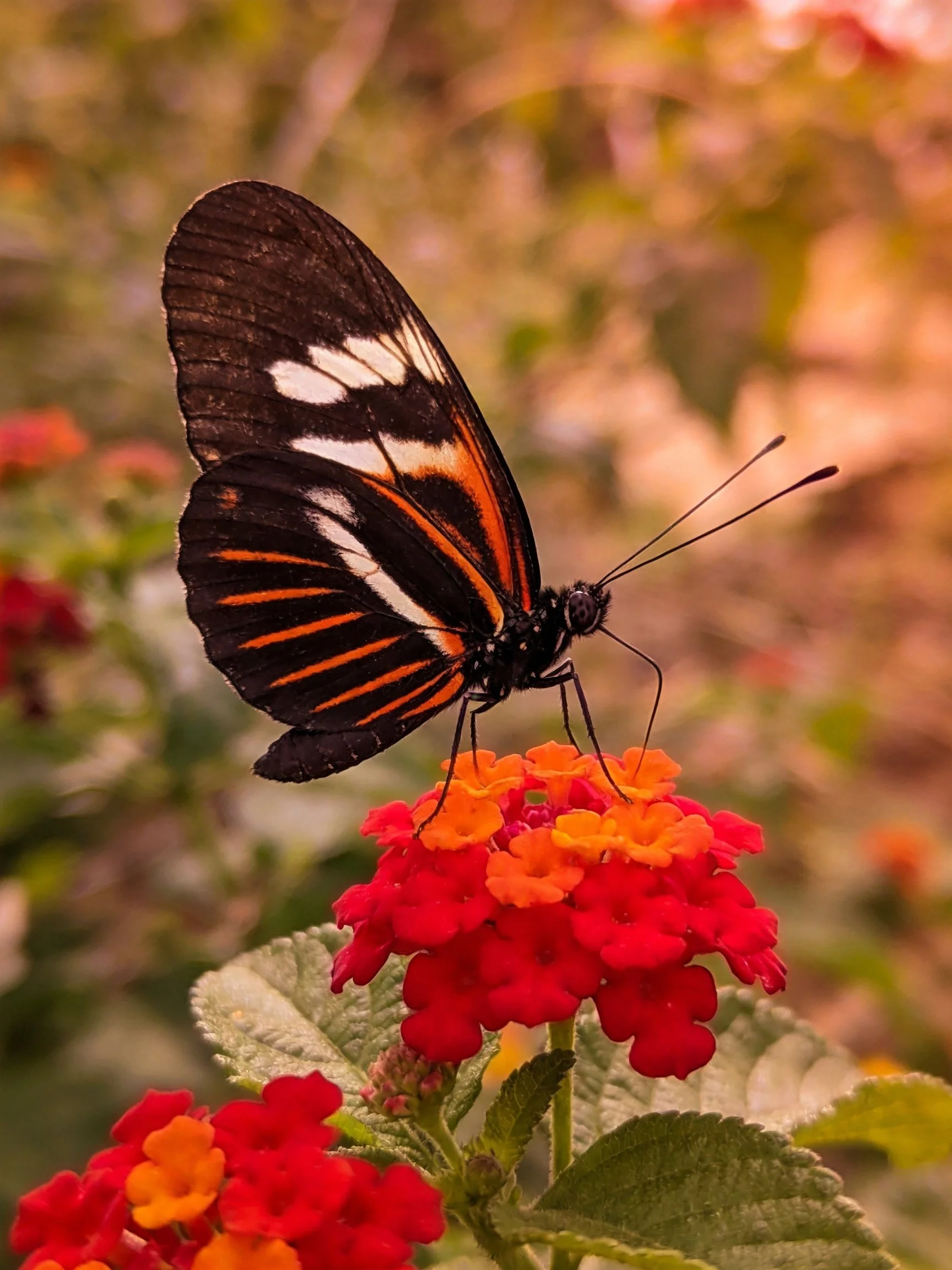 A black-and-orange butterfly perches on vibrant red-orange flowers