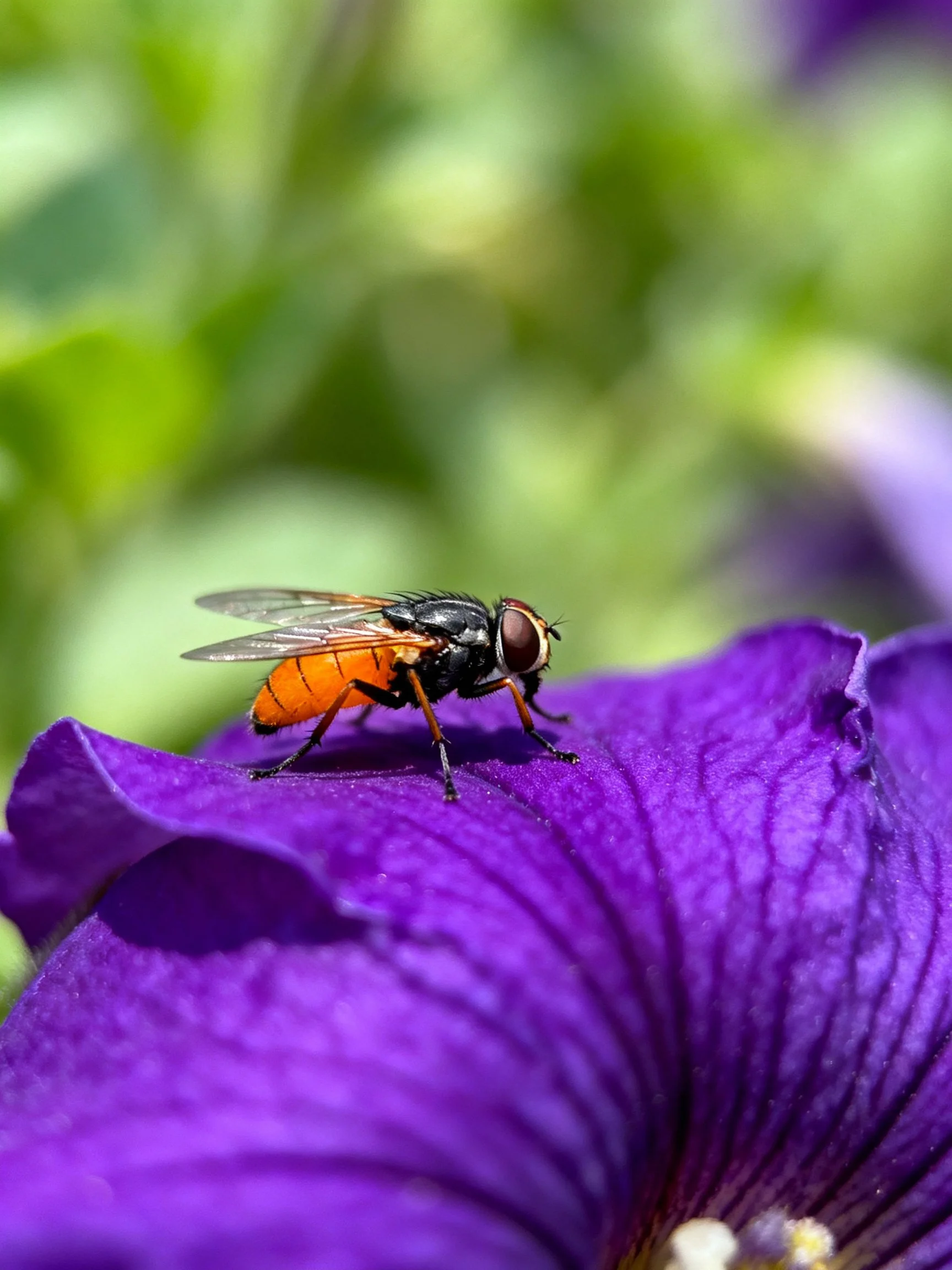 A black and orange fly perches on a vibrant purple petal