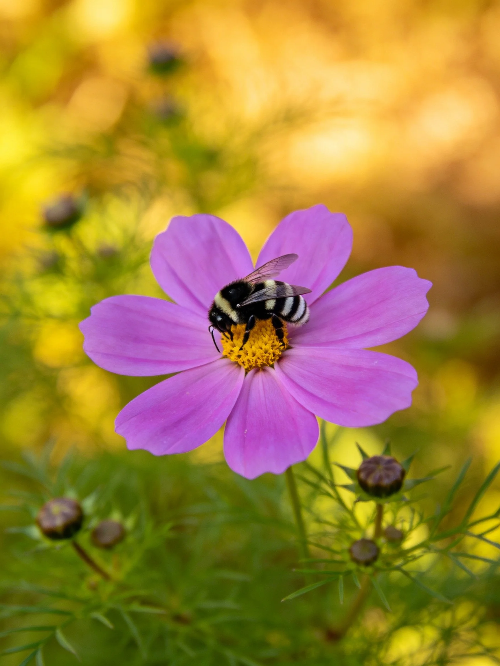 A black-and-white bumblebee visits a vibrant purple flower