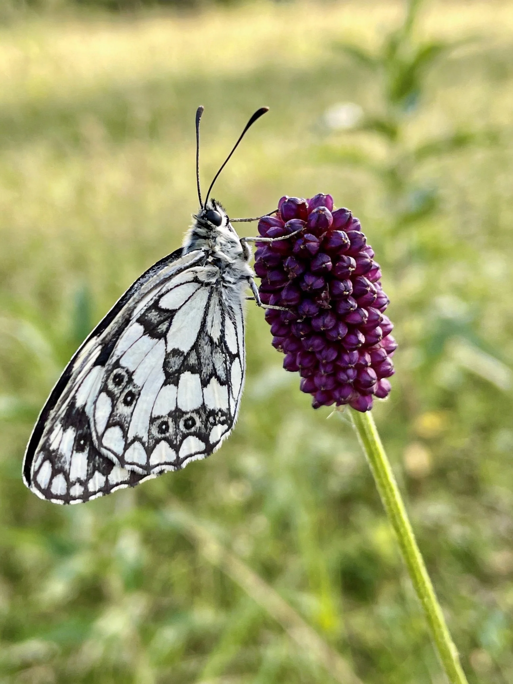 A black-and-white patterned butterfly perches on a deep purple flower cluster