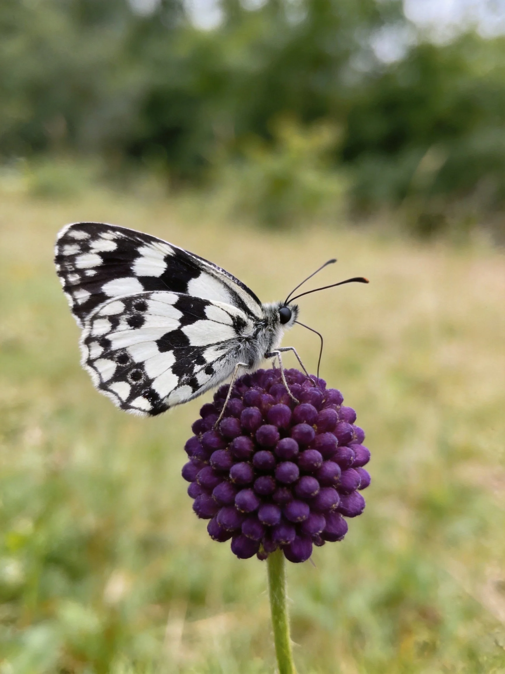 A black-and-white patterned butterfly perches on a round purple flower