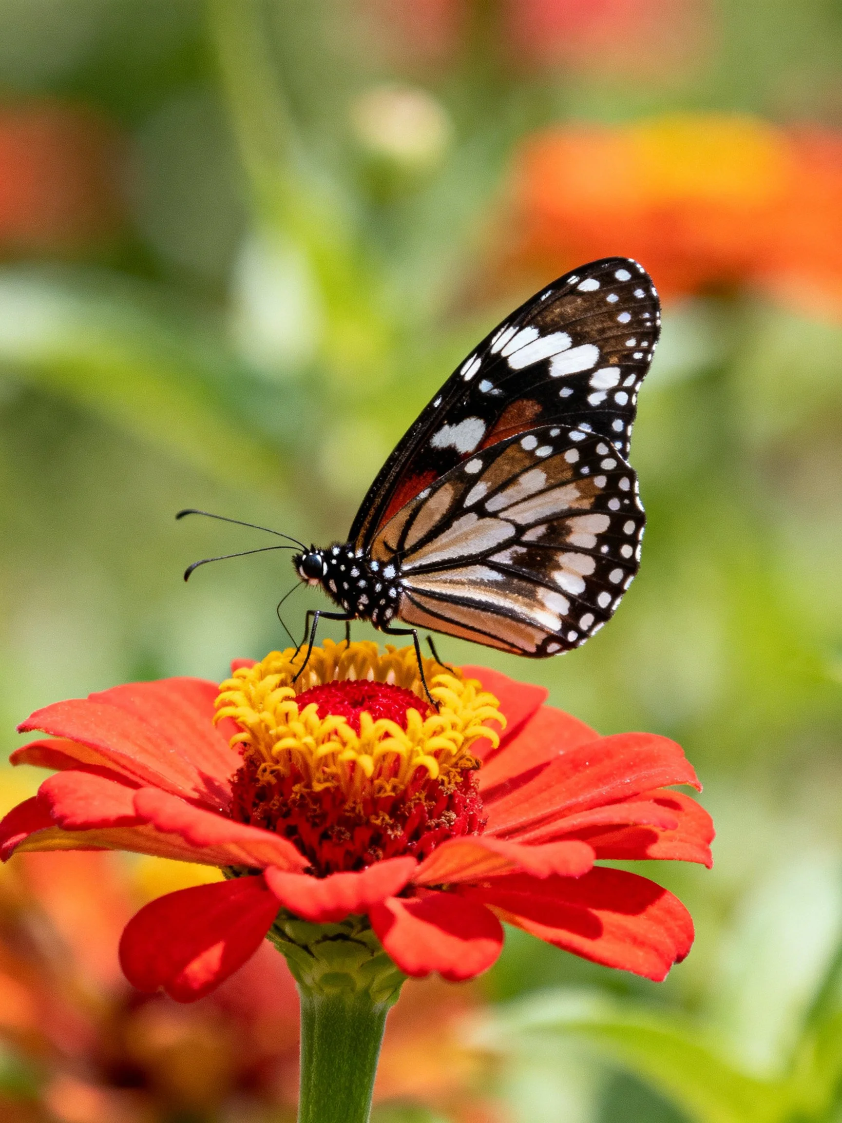A black-and-white spotted butterfly on a bright red zinnia