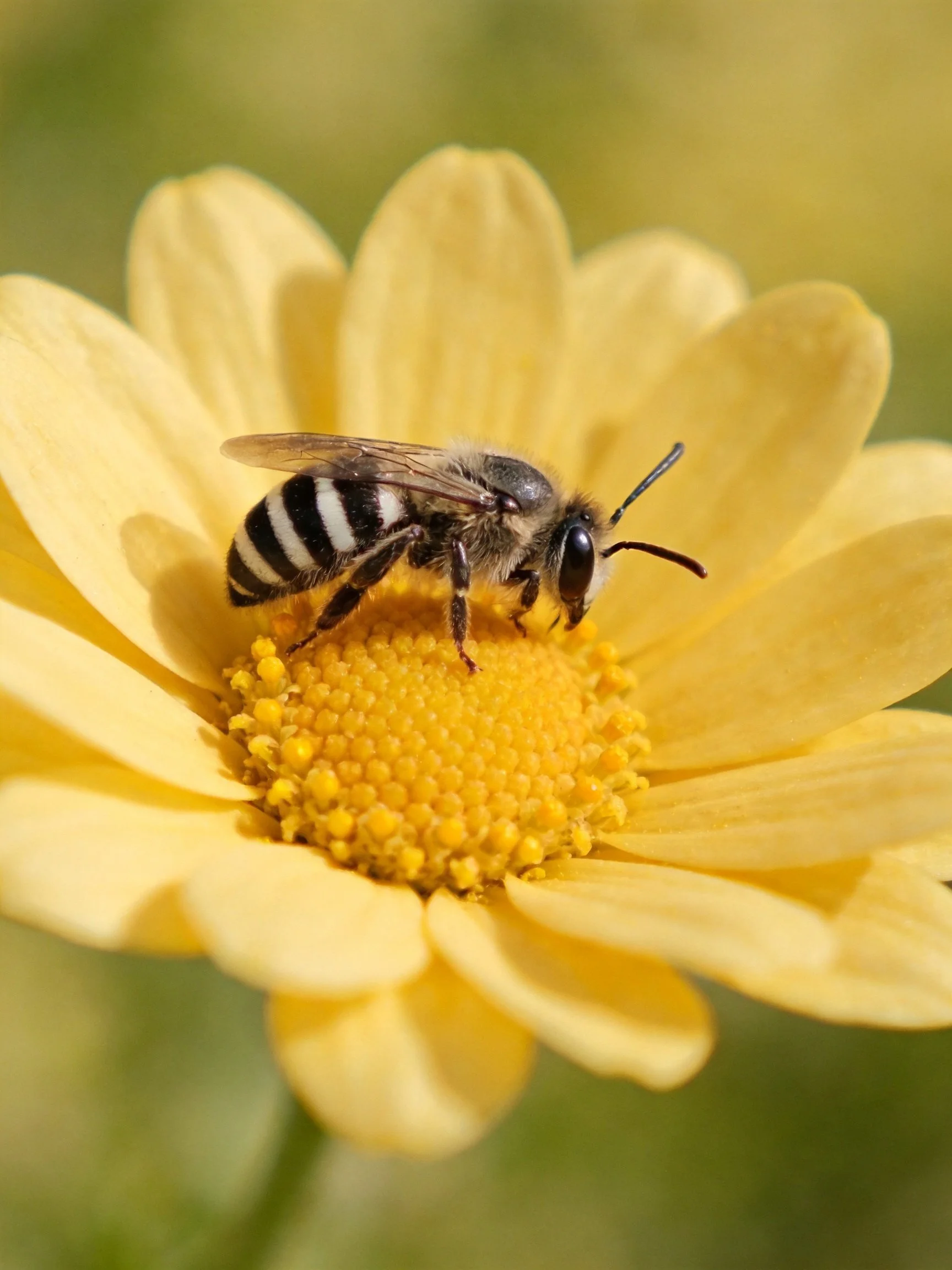A black and white striped bee gathers nectar from a vibrant yellow flower