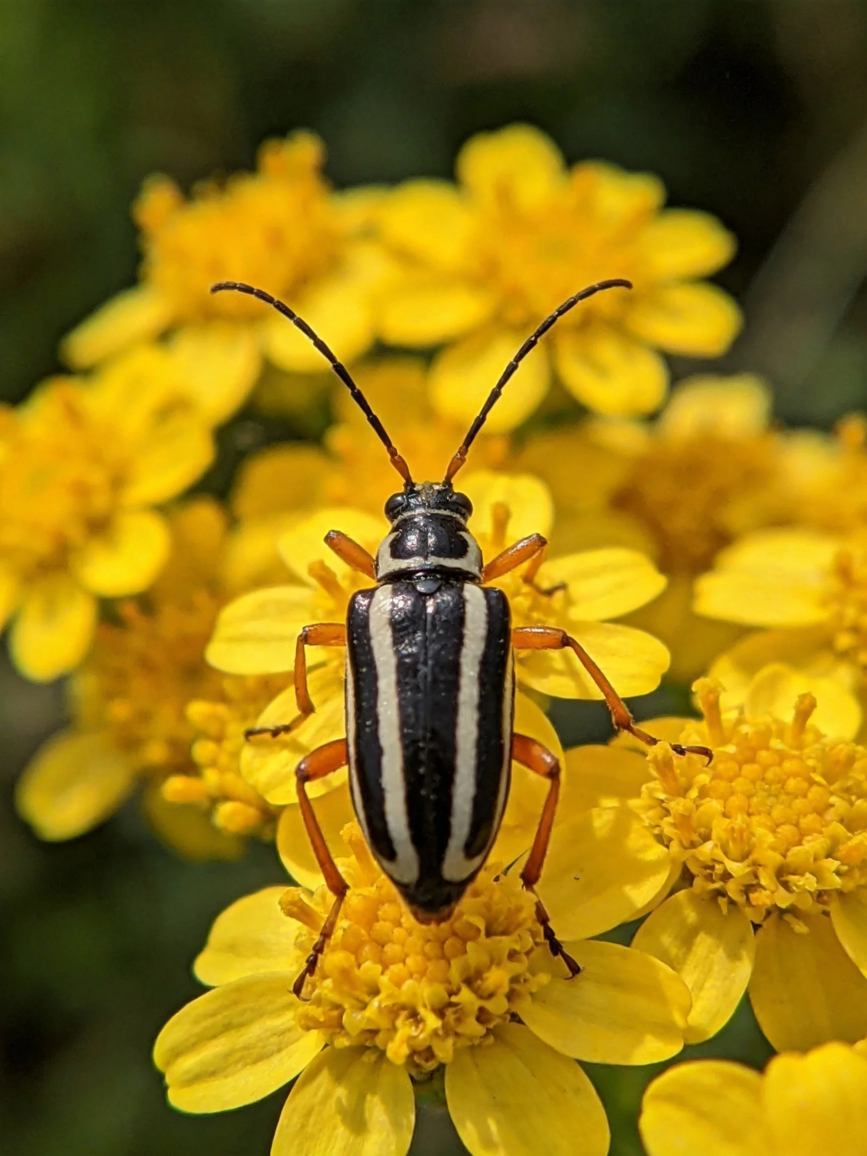 A black and white striped beetle on vibrant yellow flowers