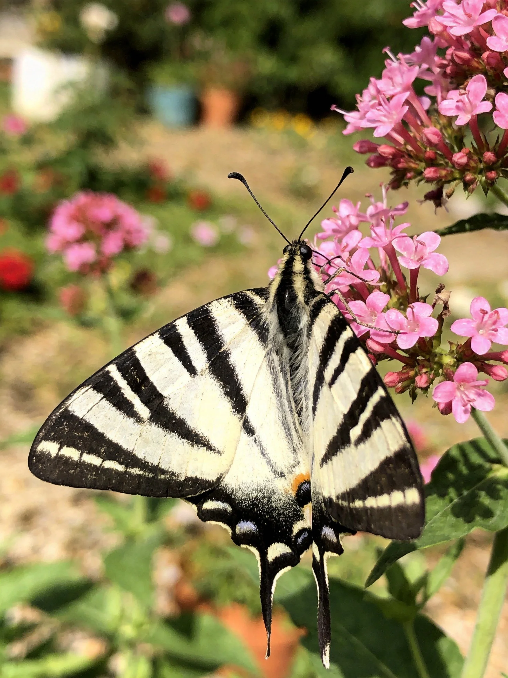 A black-and-white striped swallowtail butterfly on pink flowers