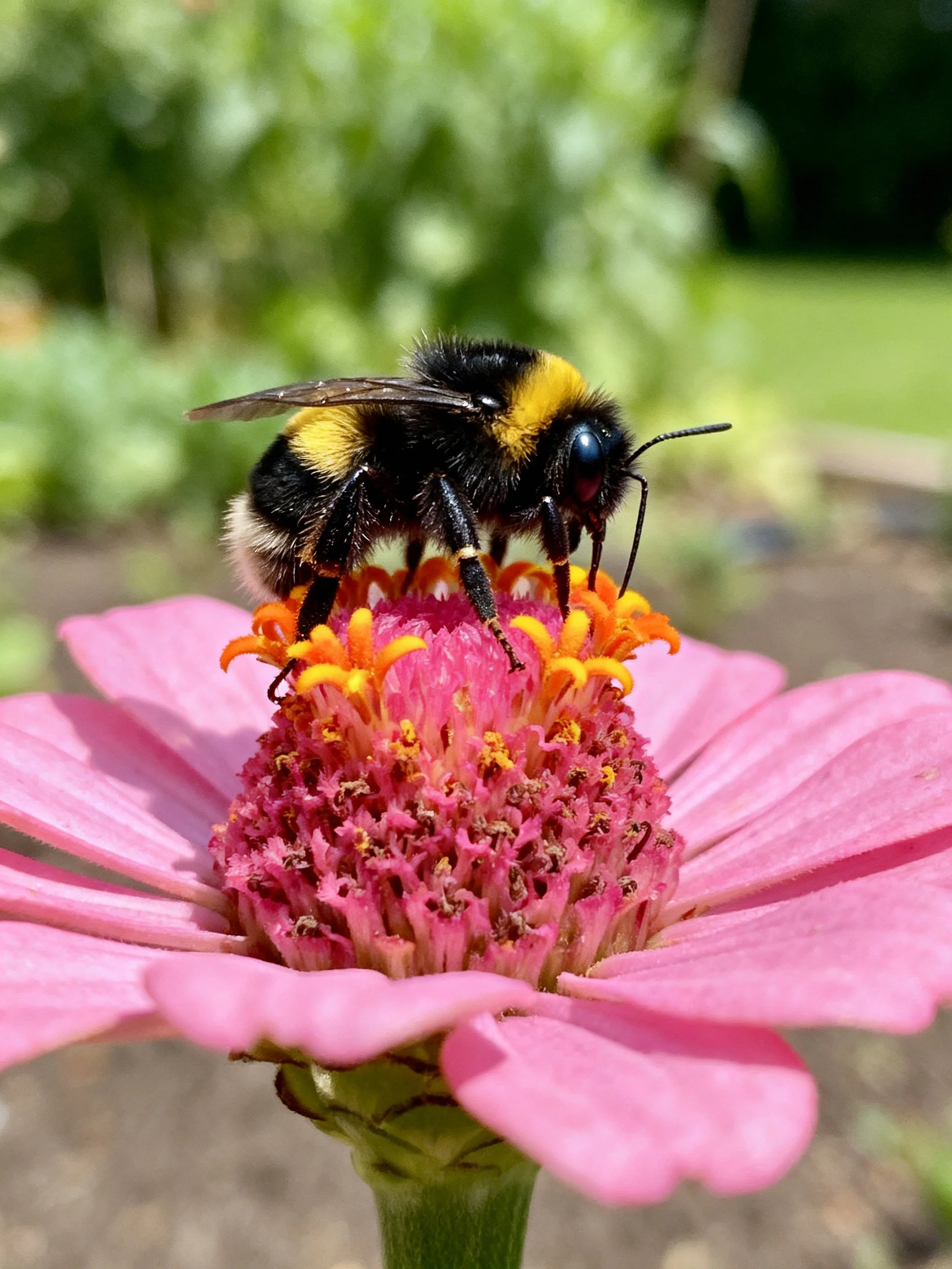 A black and yellow bumblebee sits on a vibrant pink flower