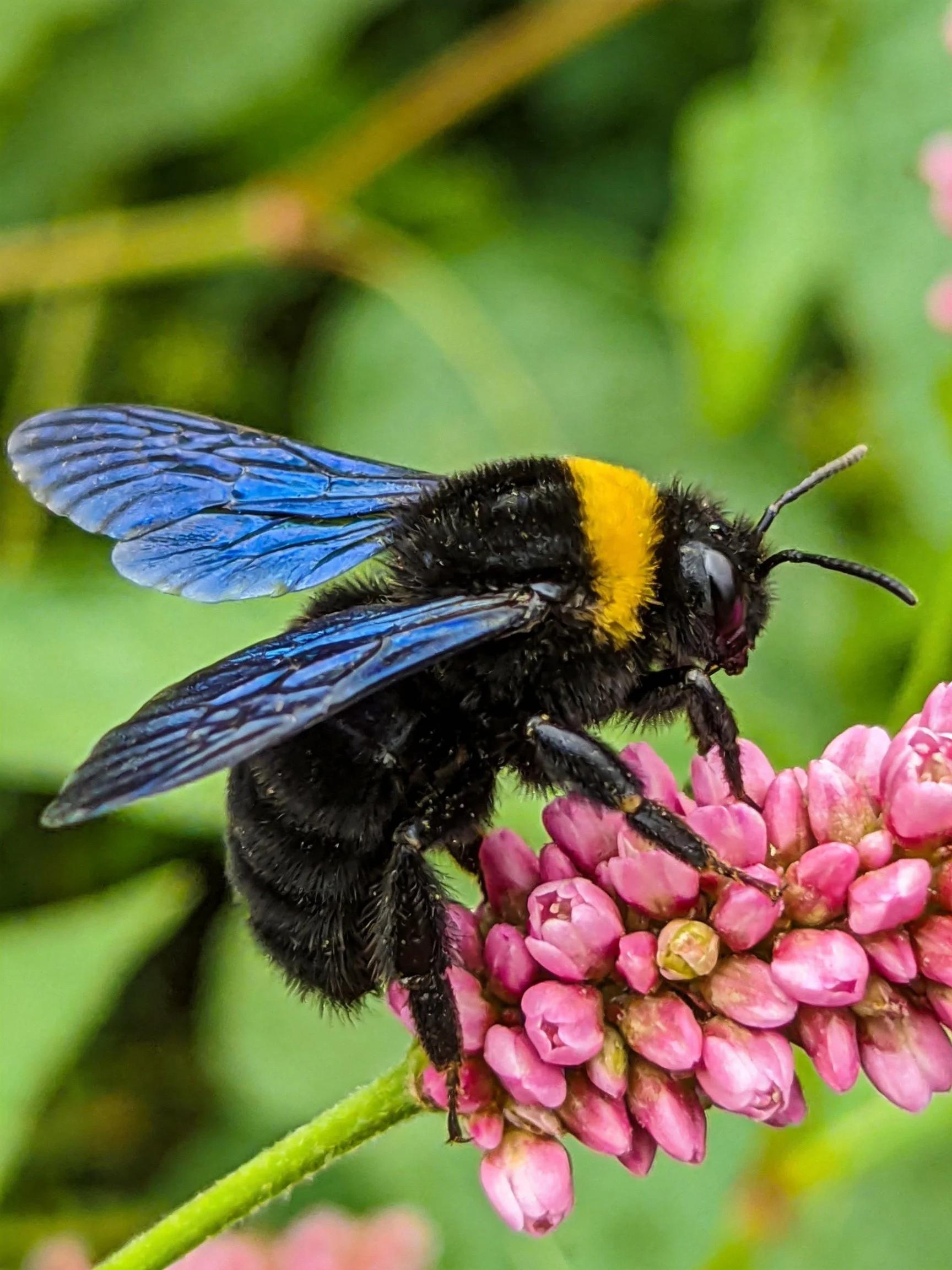 A black and yellow bumblebee with blue wings on pink blossoms