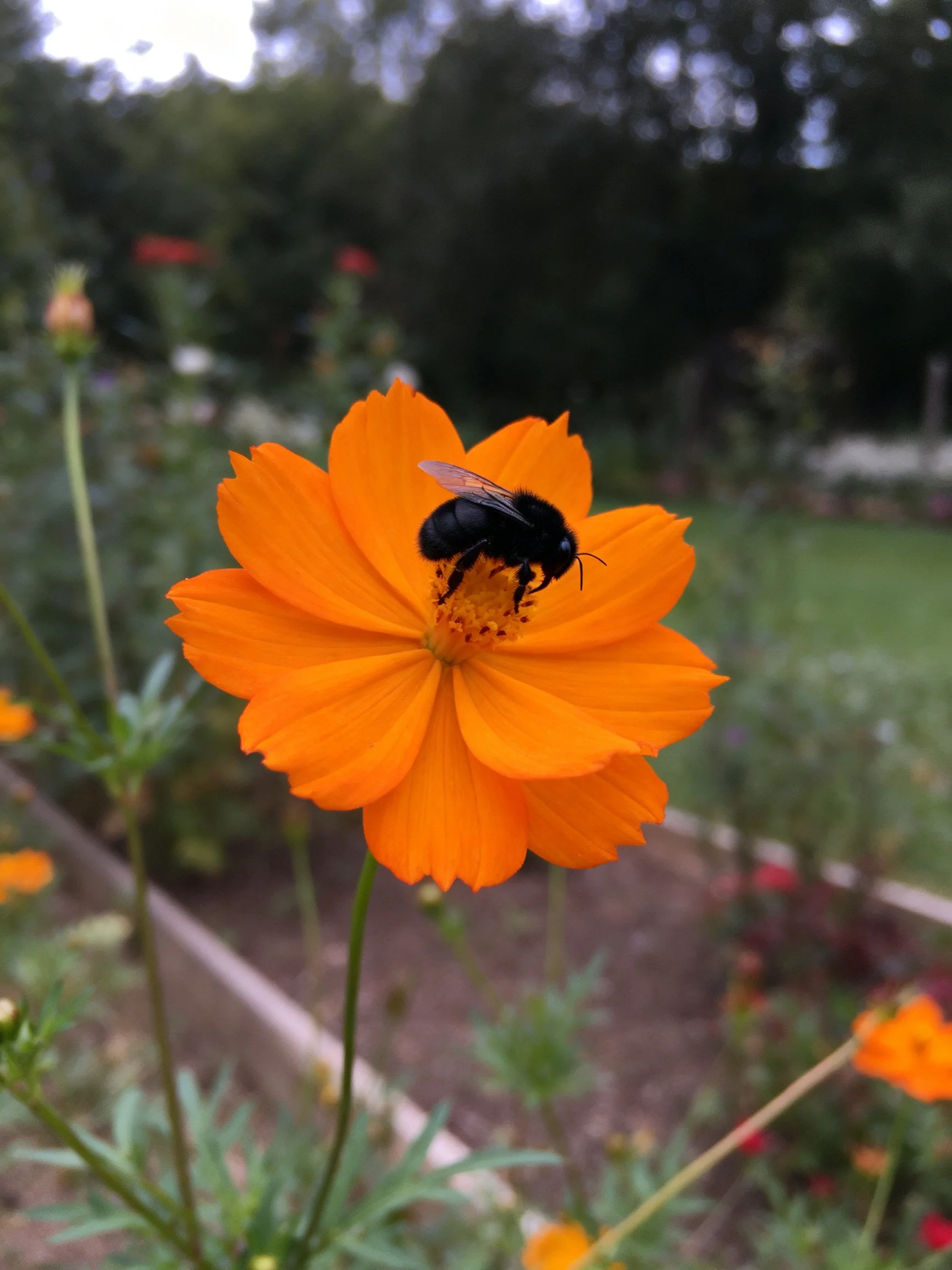 A black bee gathers nectar from a large orange flower in a garden