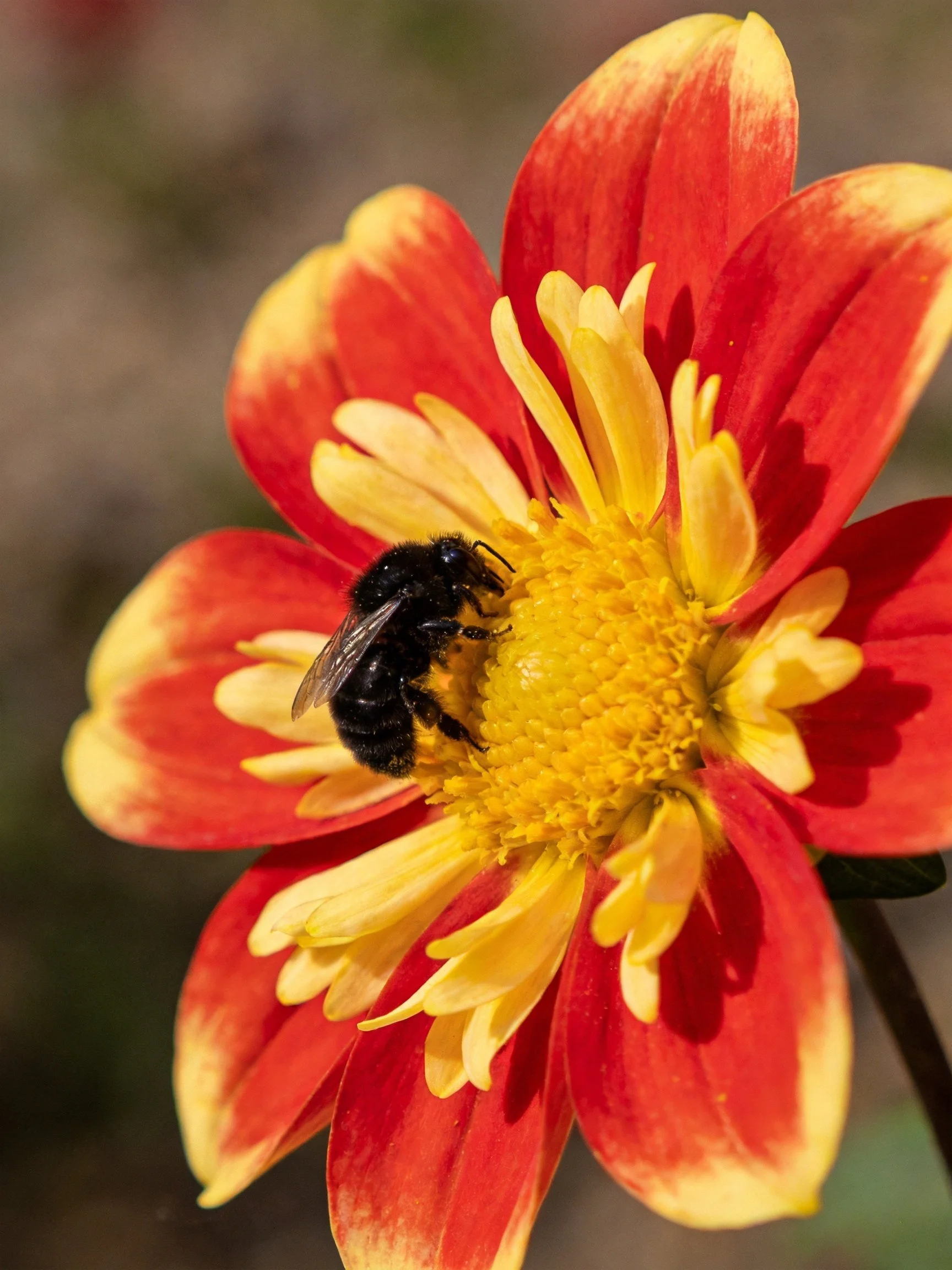 A black bee gathers nectar from a red-yellow dahlia flower
