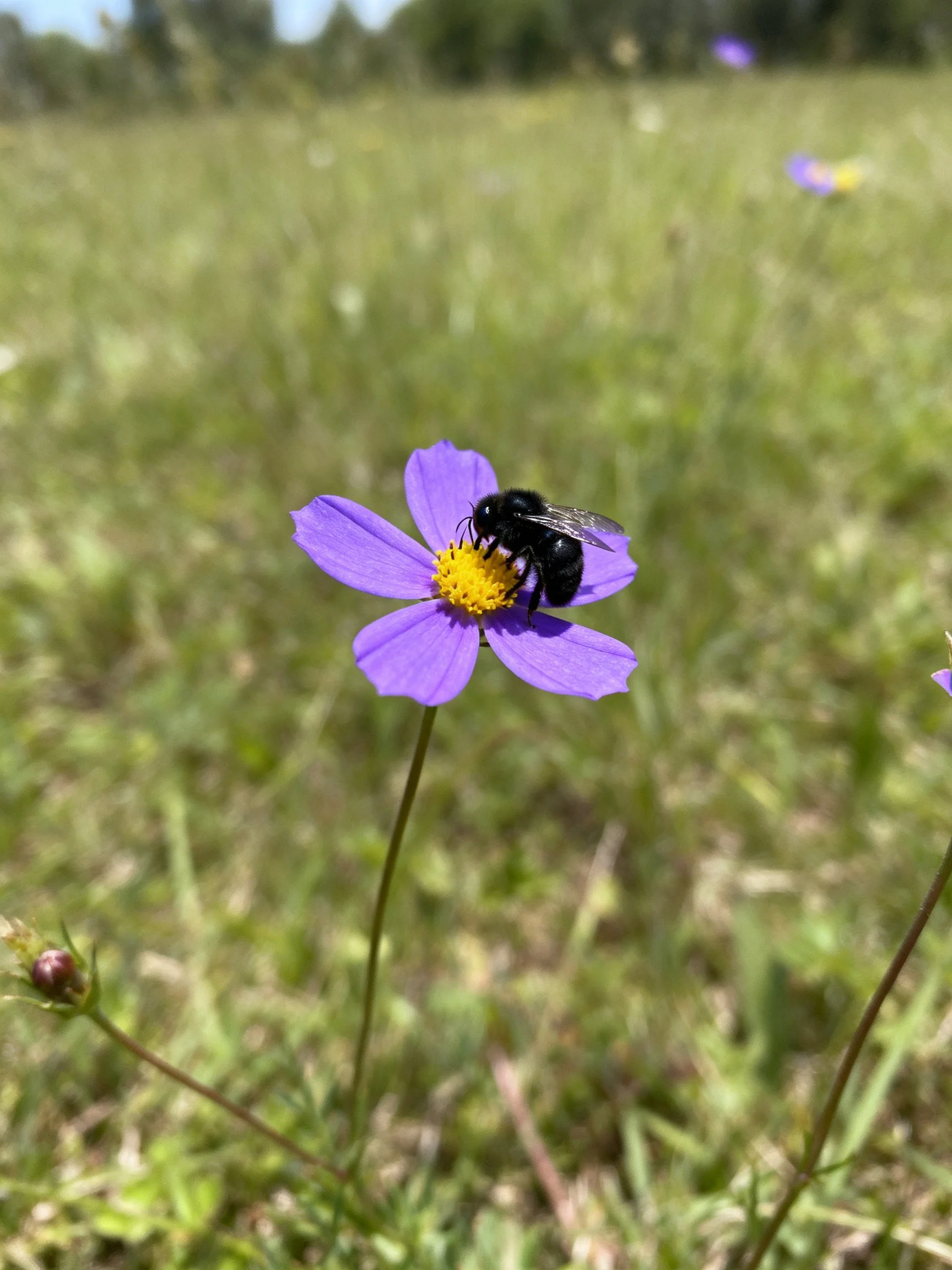 A black bee pollinating a vibrant purple flower in a sunlit green meadow