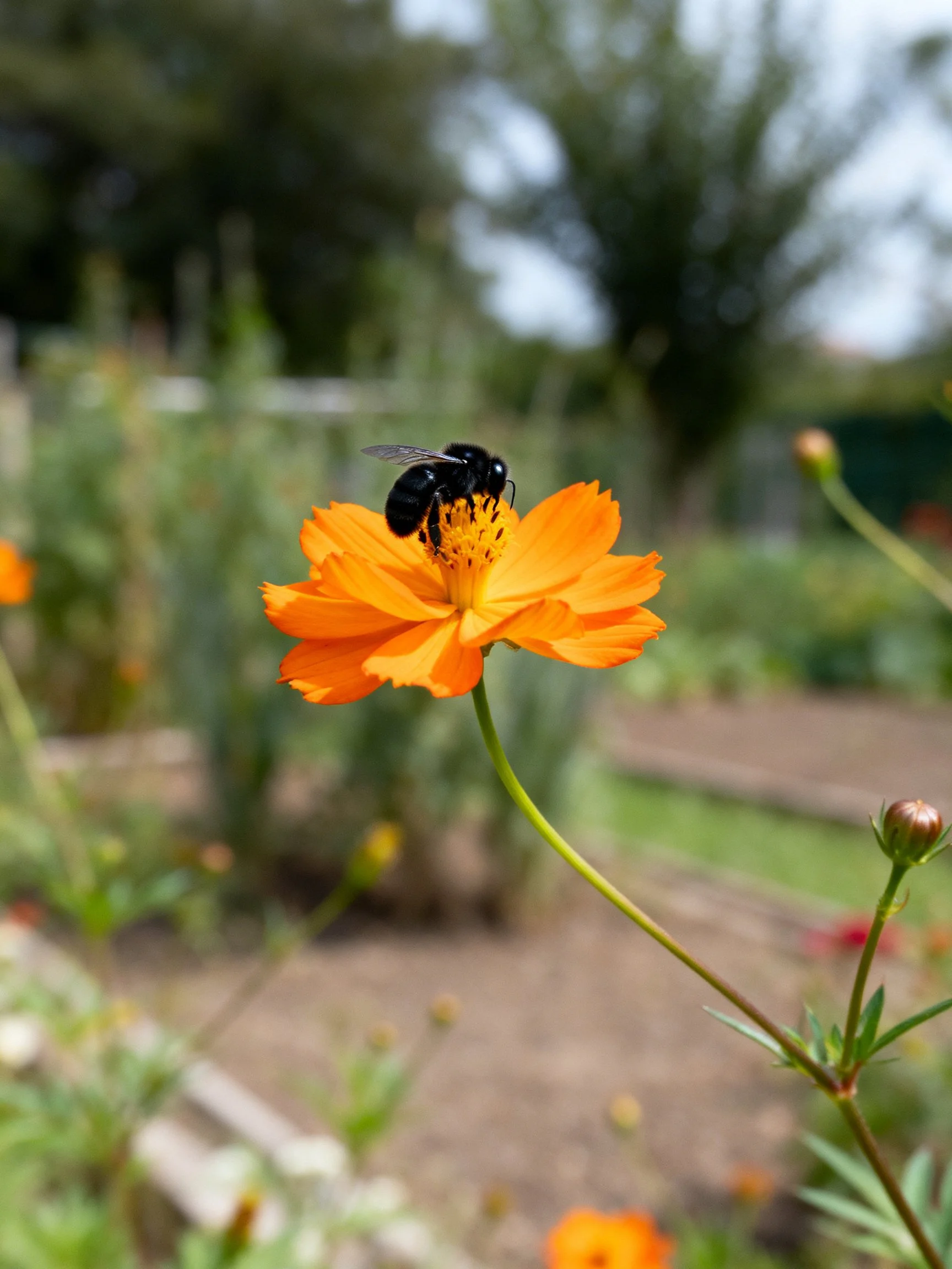 A black bee pollinating an orange cosmos flower in a garden