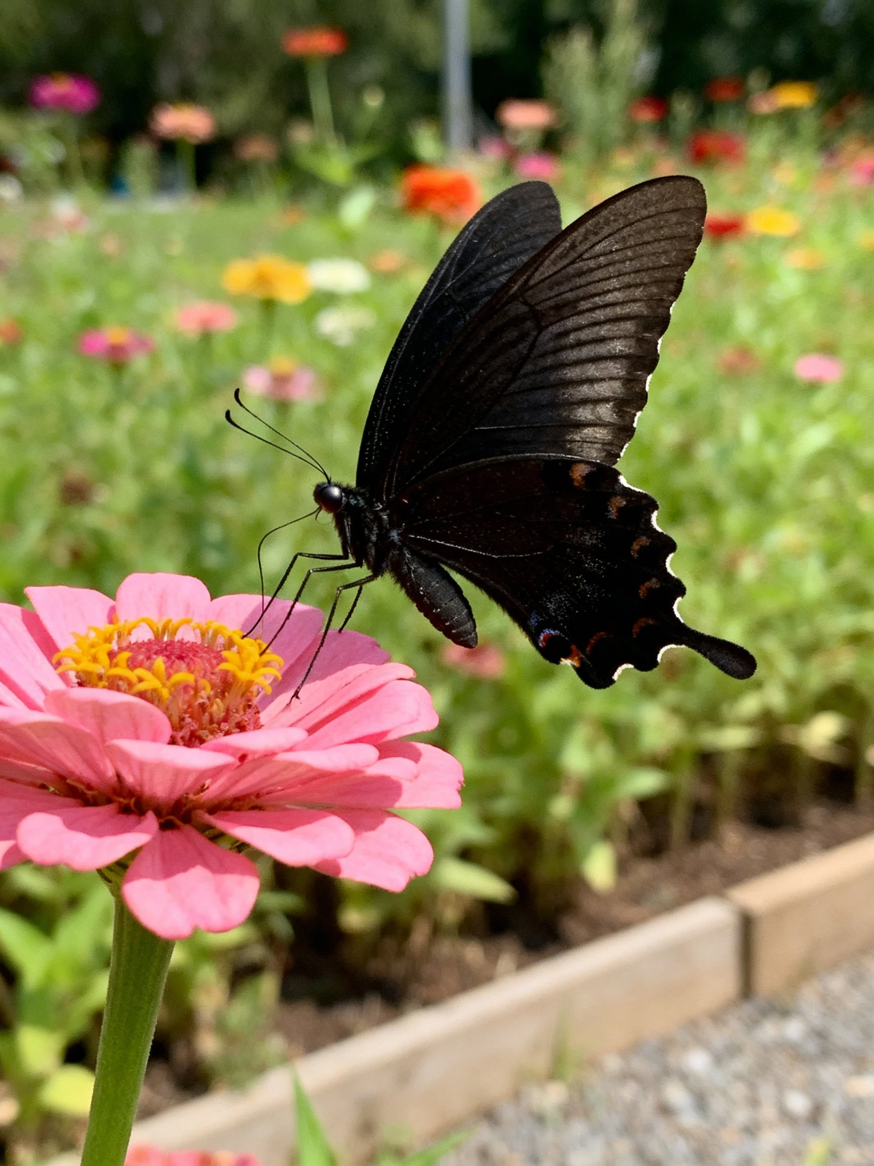 A black butterfly perches on a pink zinnia in a colorful garden