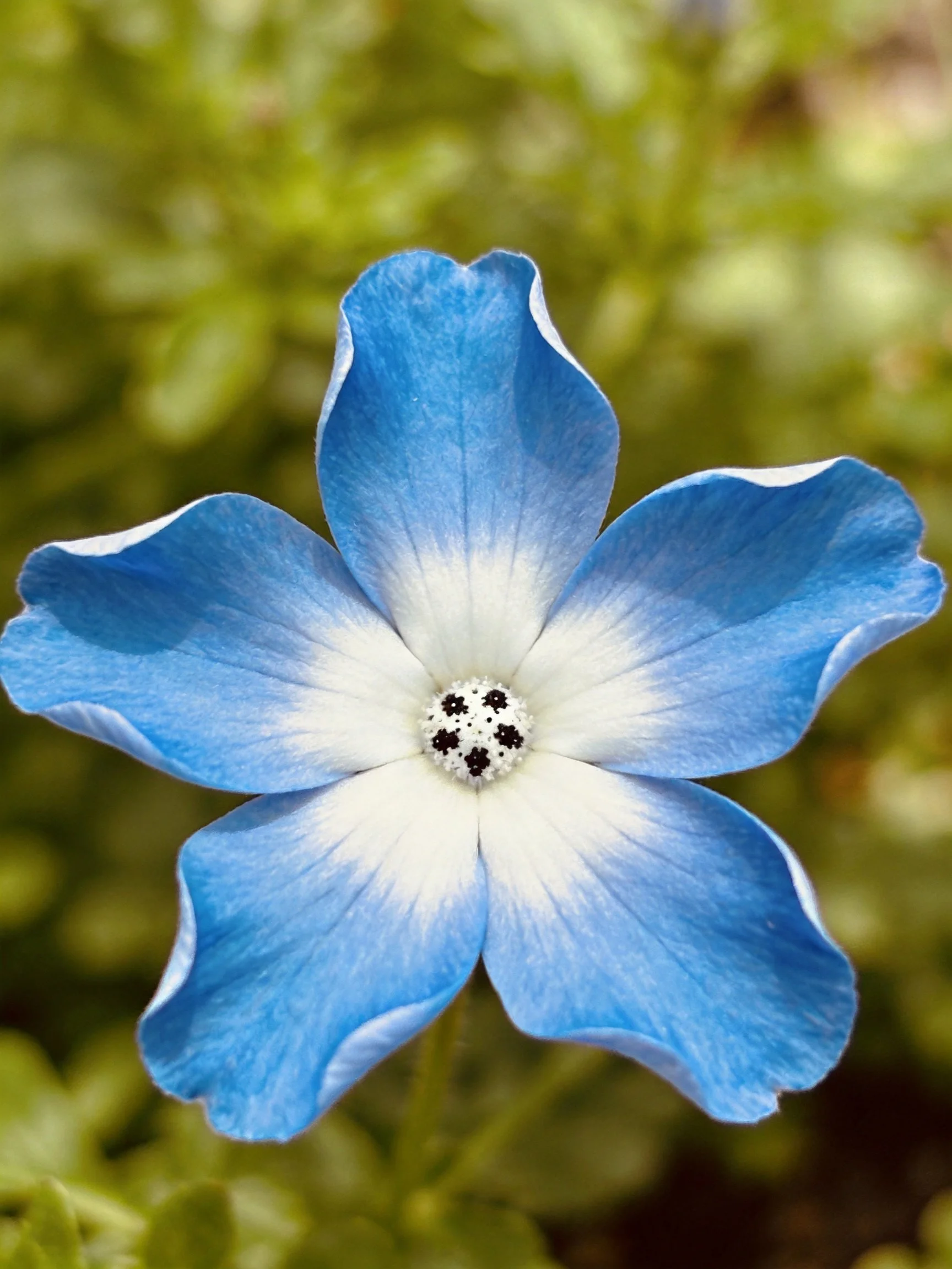 A blue and white five - petaled flower with green foliage in the background