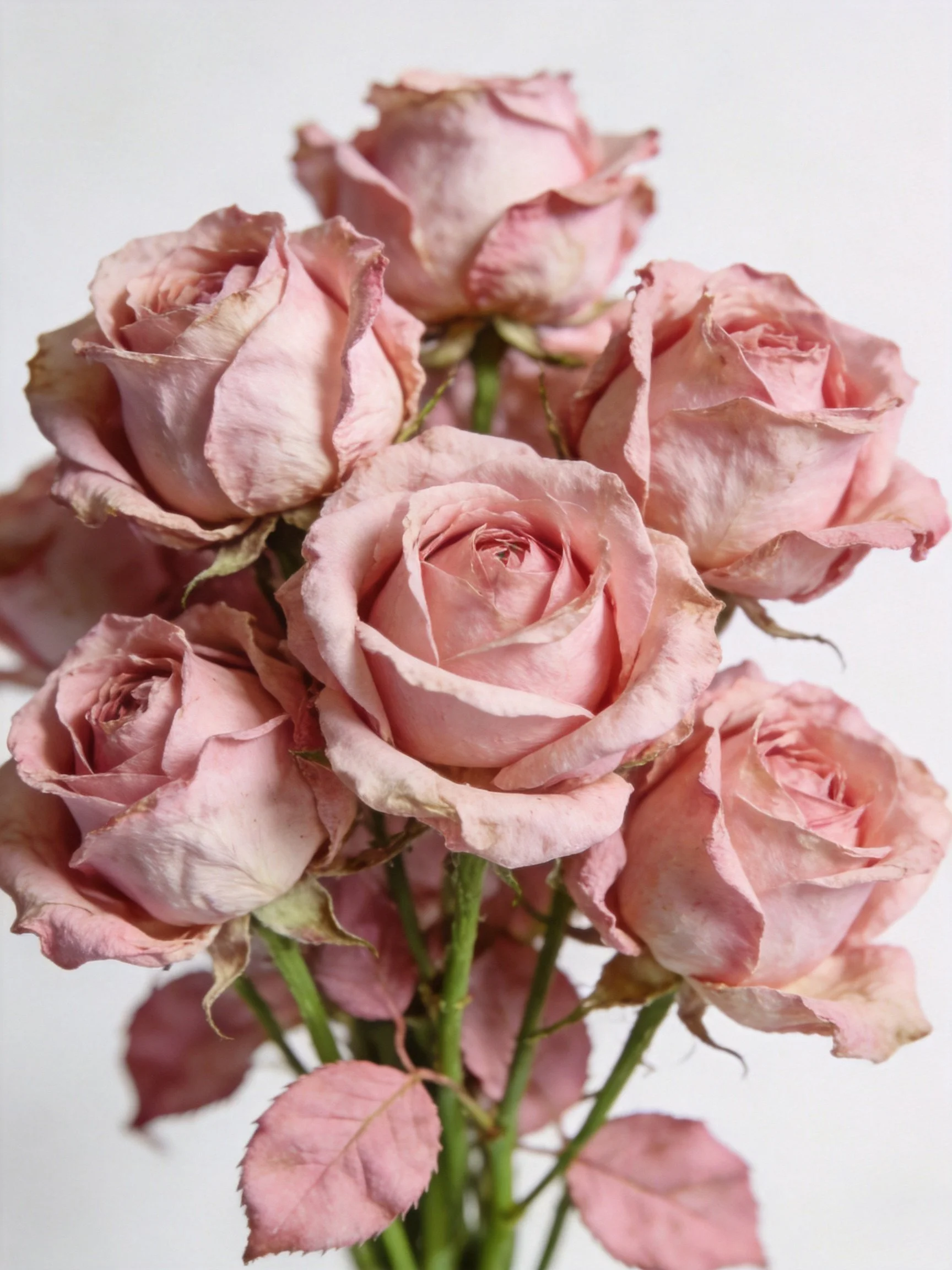 A bouquet of faded pink roses with wilted petals