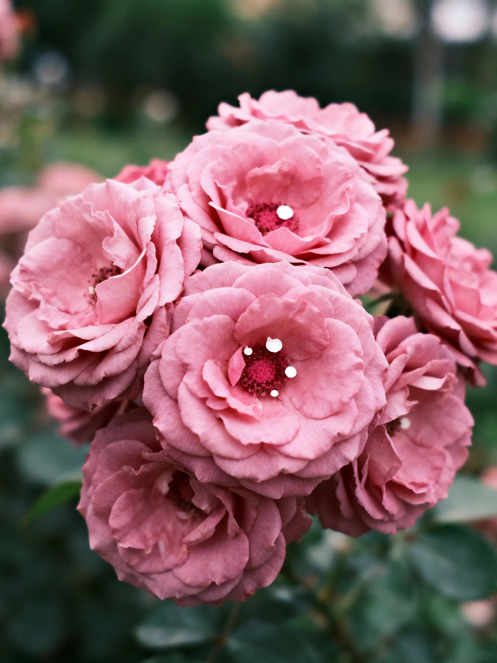 A bouquet of soft pink roses with dark centers