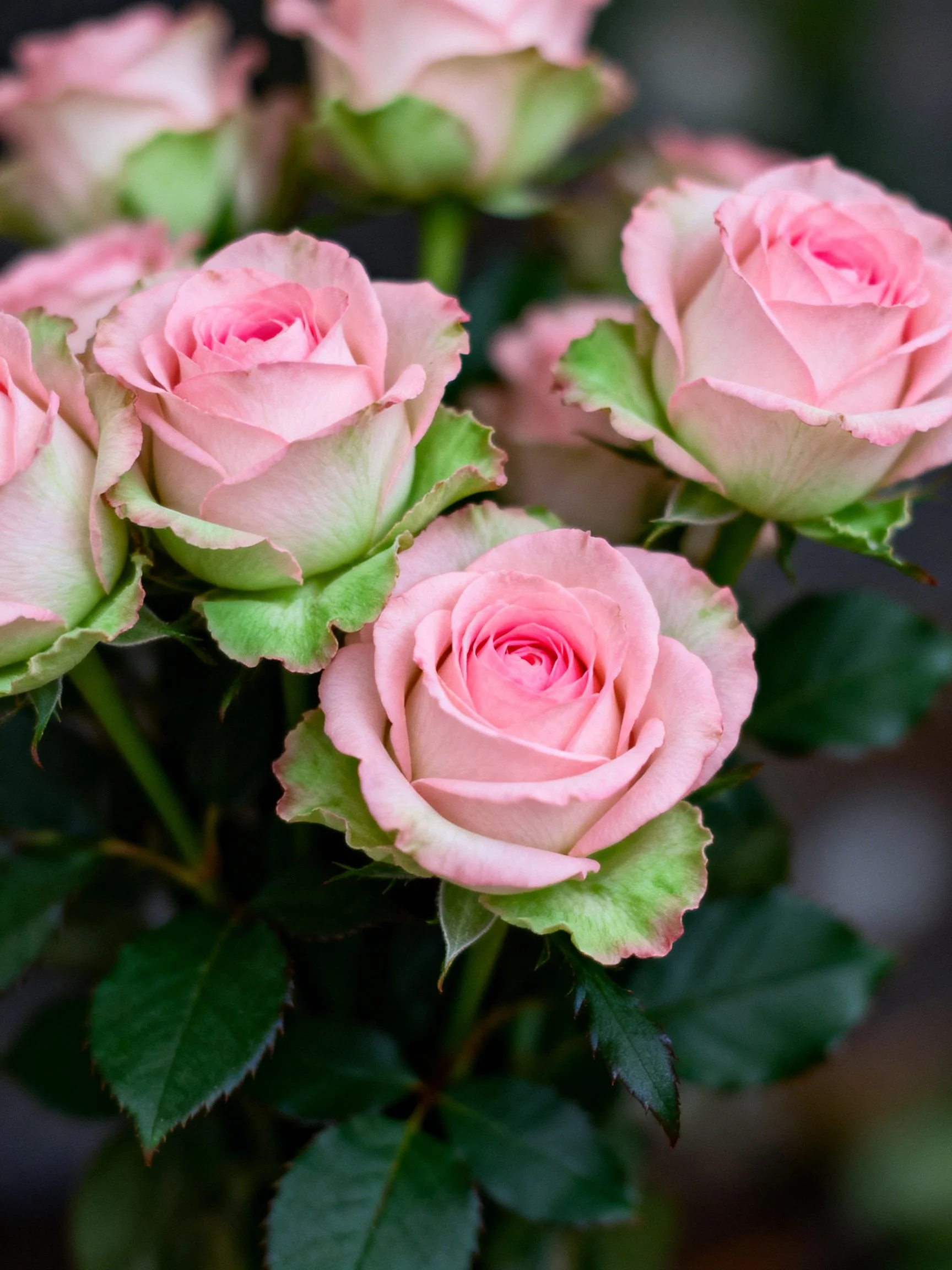 A bouquet of soft pink roses with green-tipped petals