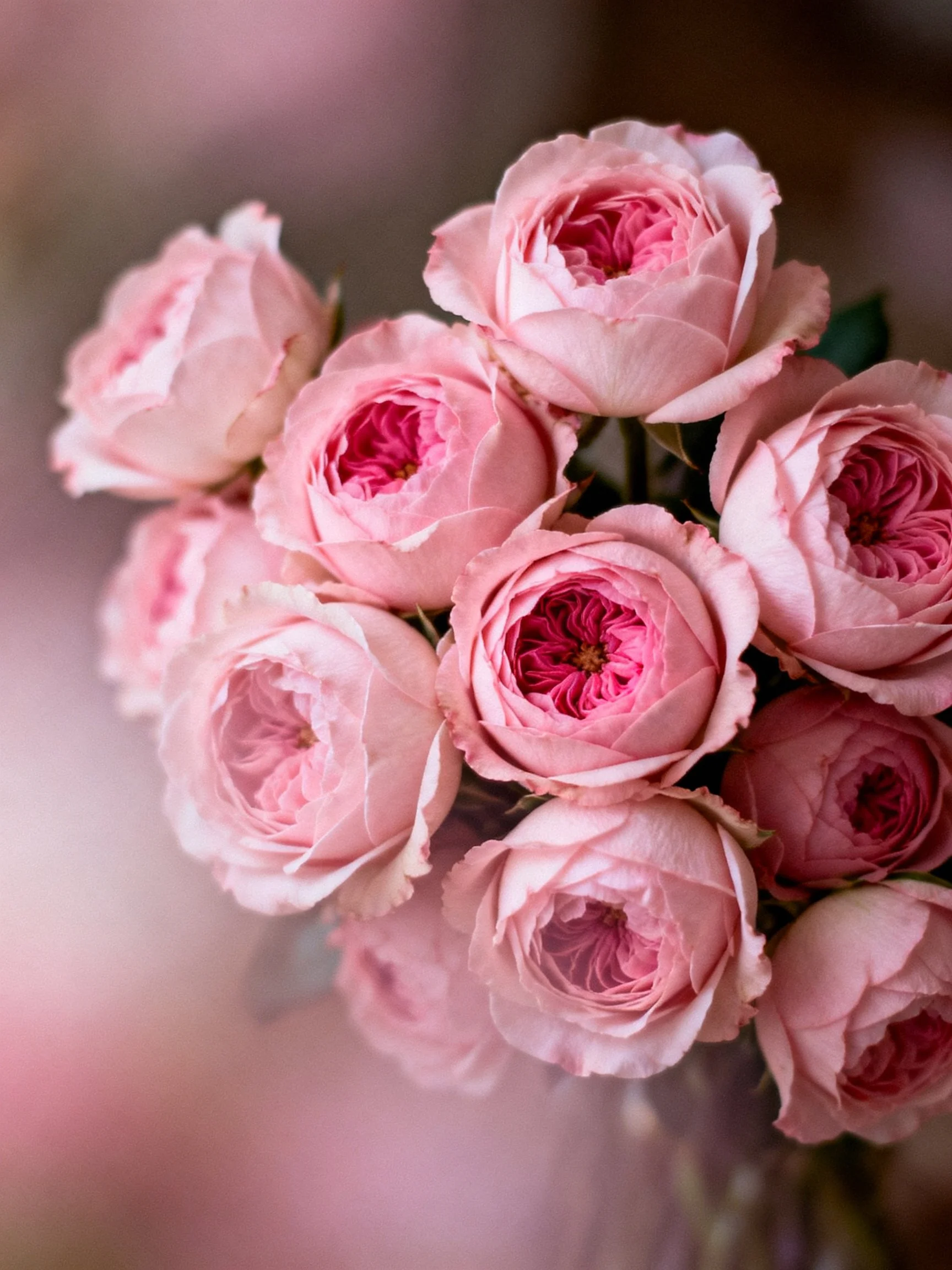 A bouquet of soft pink roses with layered petals