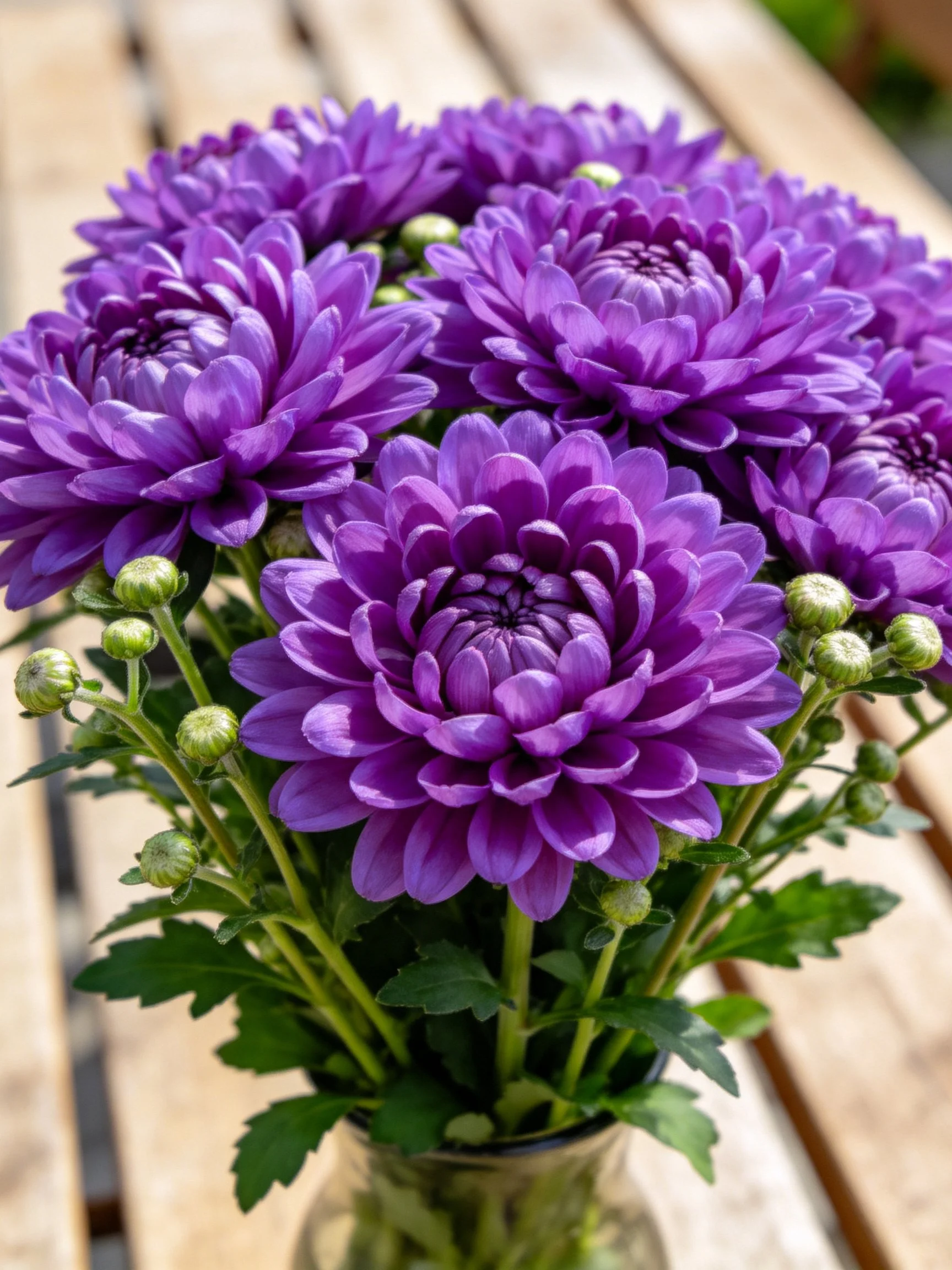 A bouquet of vibrant purple chrysanthemums with green buds