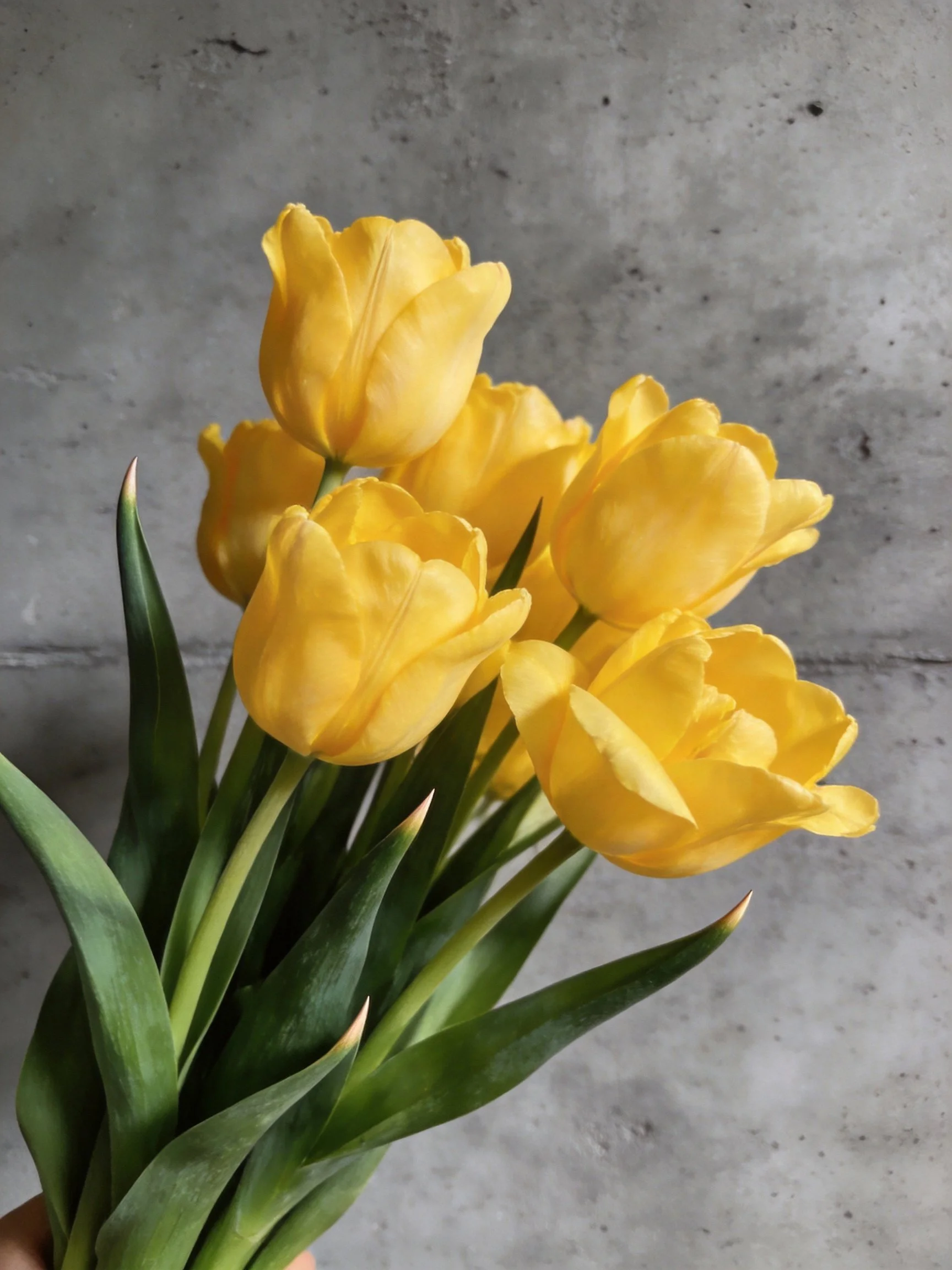 A bouquet of vibrant yellow tulips against a textured gray concrete wall